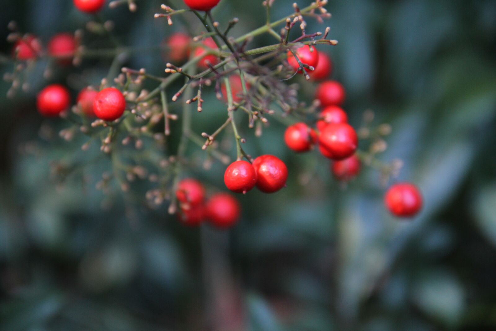 Canon EOS 60D sample photo. Berry, tree, nature photography