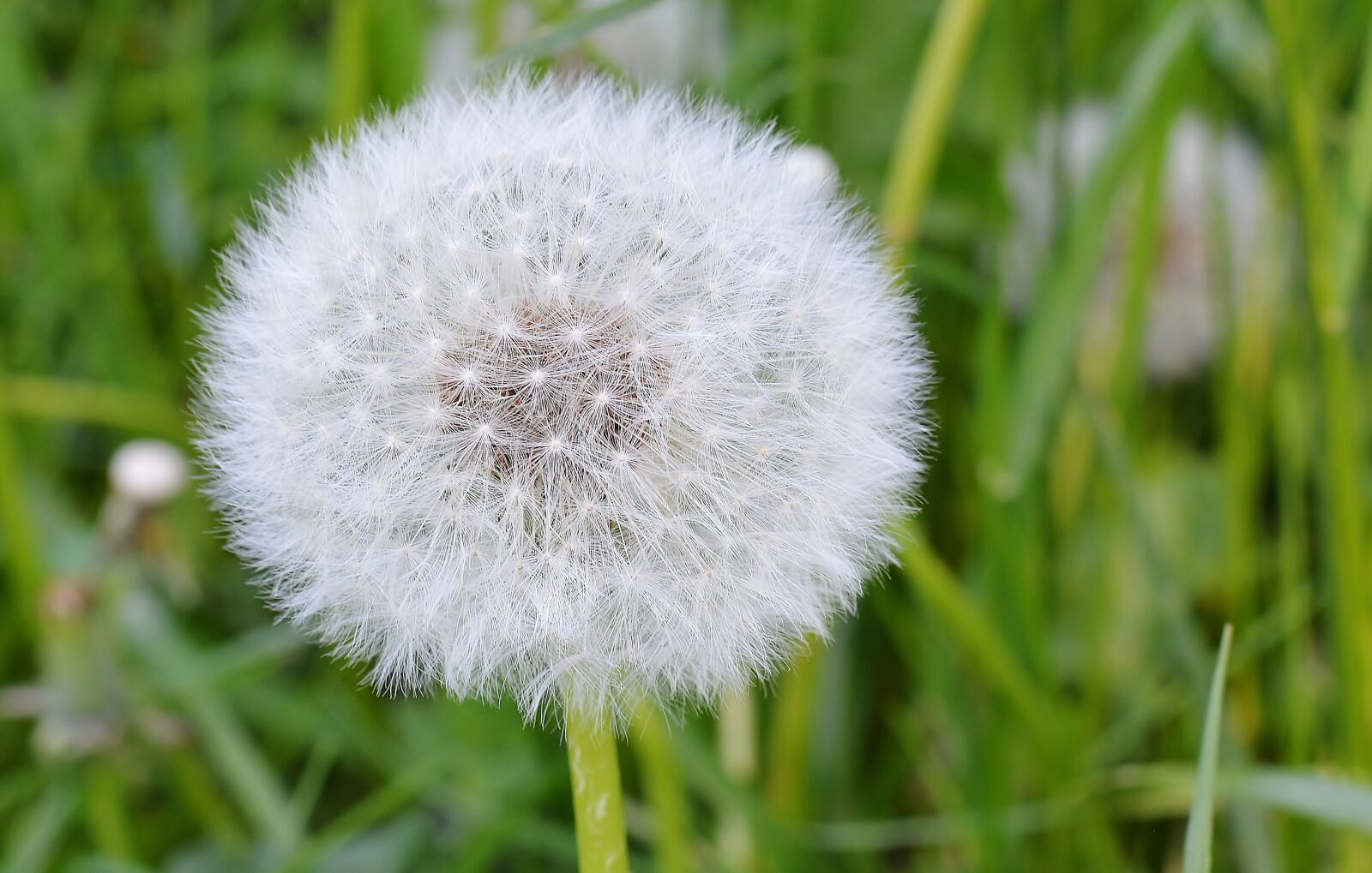 Nikon D5200 sample photo. Nature, dandelion, blossom photography