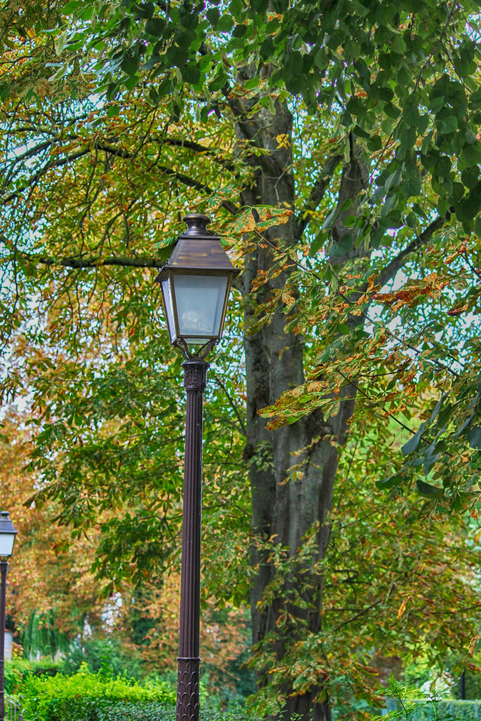 Canon EOS 1100D (EOS Rebel T3 / EOS Kiss X50) sample photo. Floor lamp, tree, allee photography