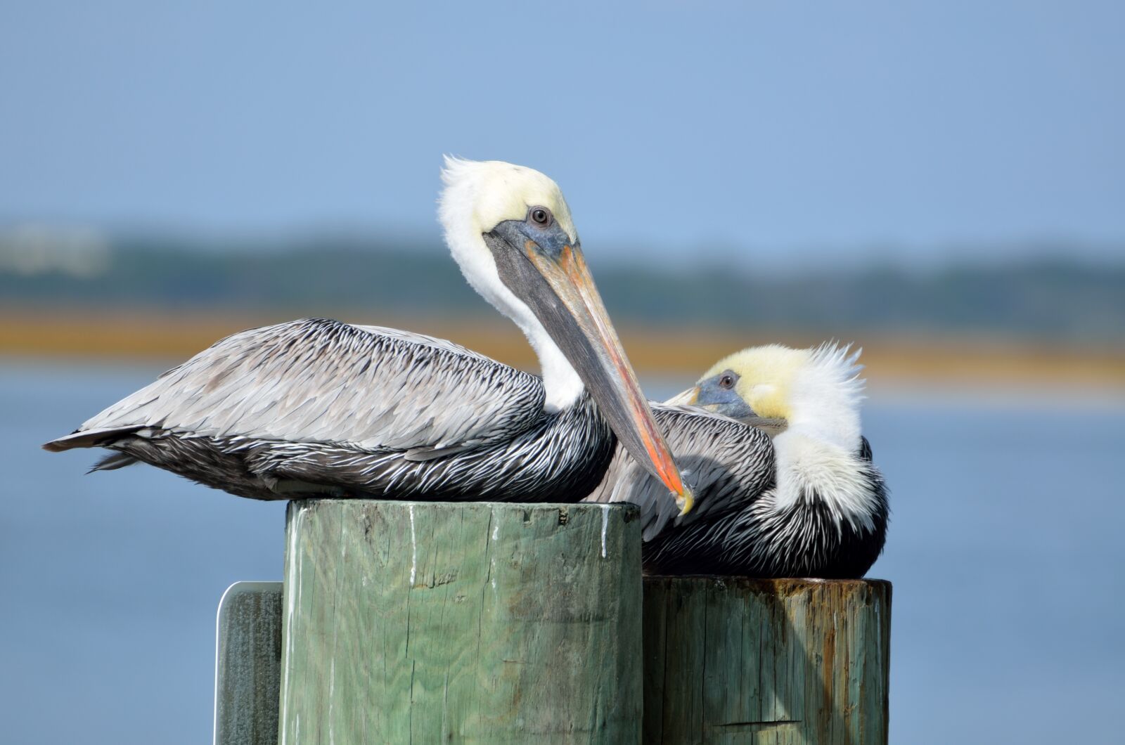 Nikon D7000 sample photo. Pelicans, bird, avian photography