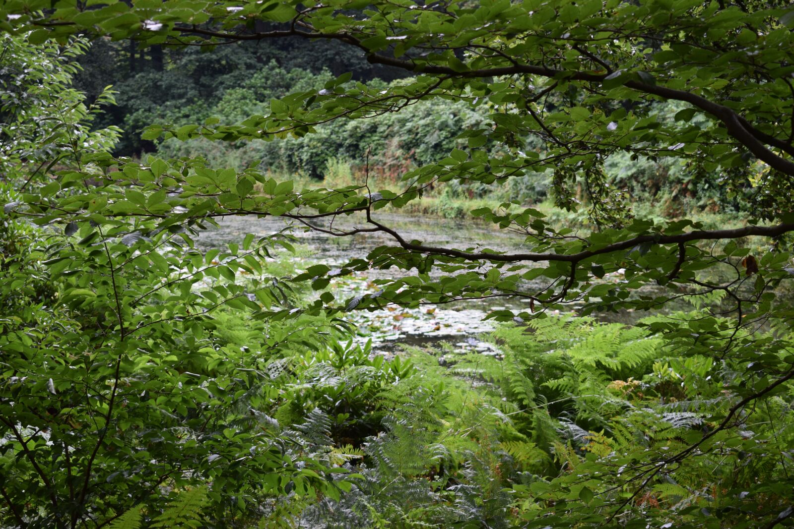 Nikon D3300 sample photo. Green, water, nature photography