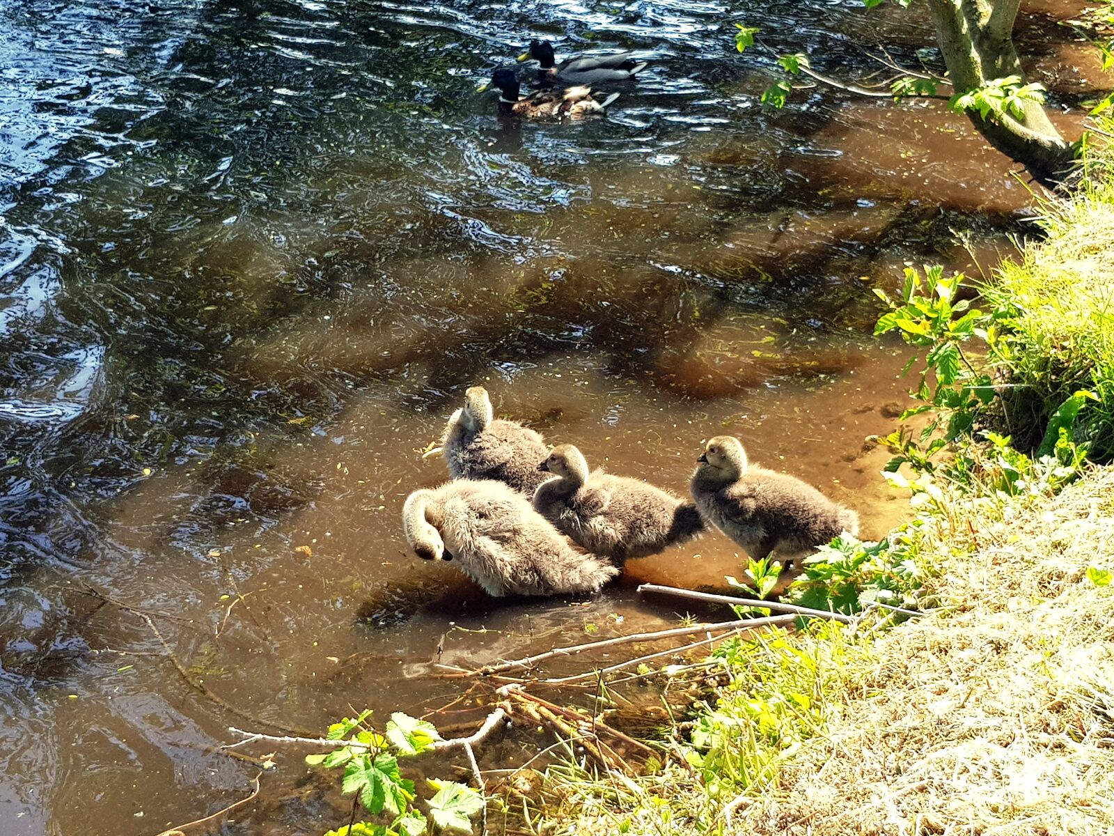 Samsung Galaxy S8 sample photo. Canada geese, chicks, family photography