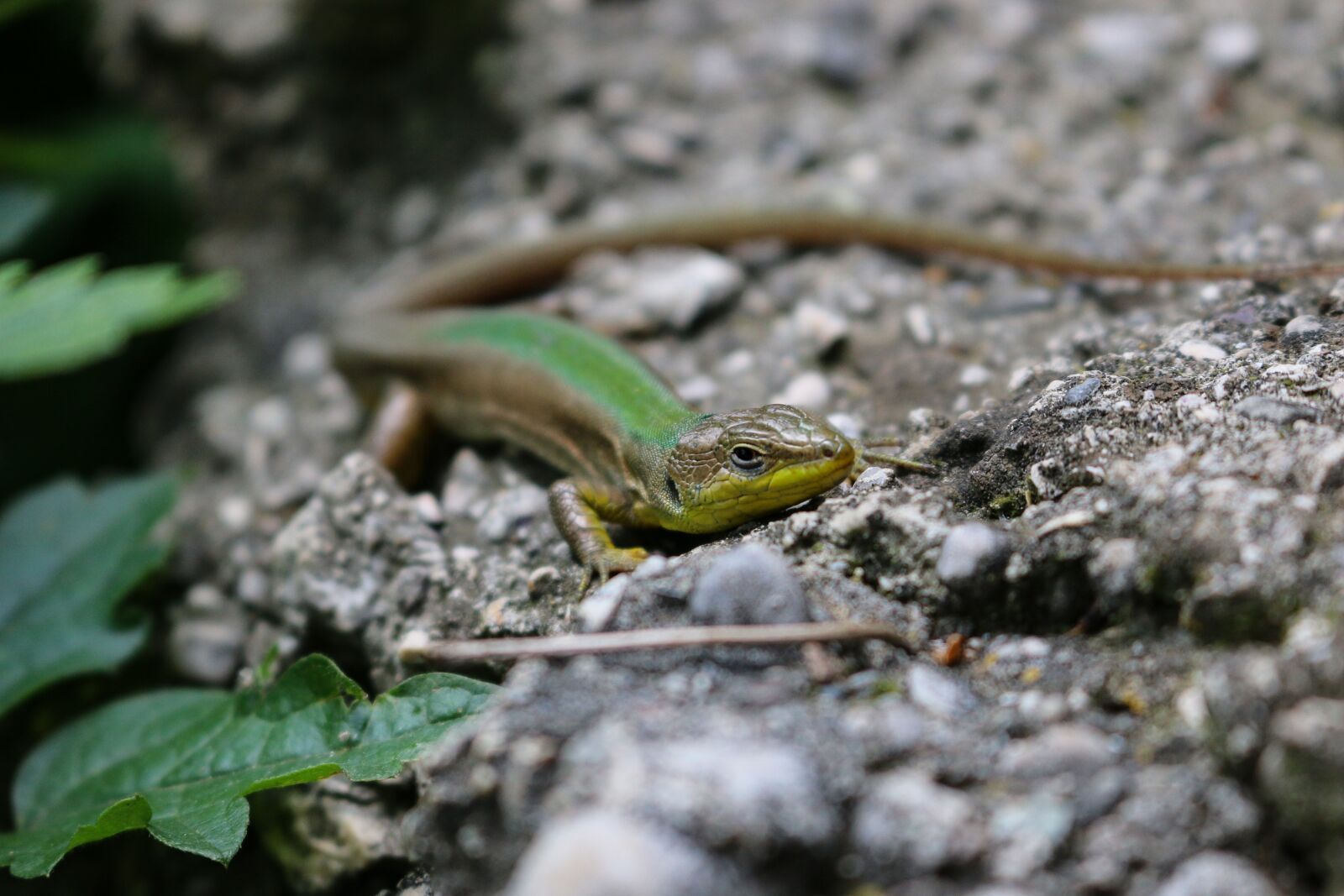Canon EOS 70D sample photo. Lizard, green lizard, reptile photography
