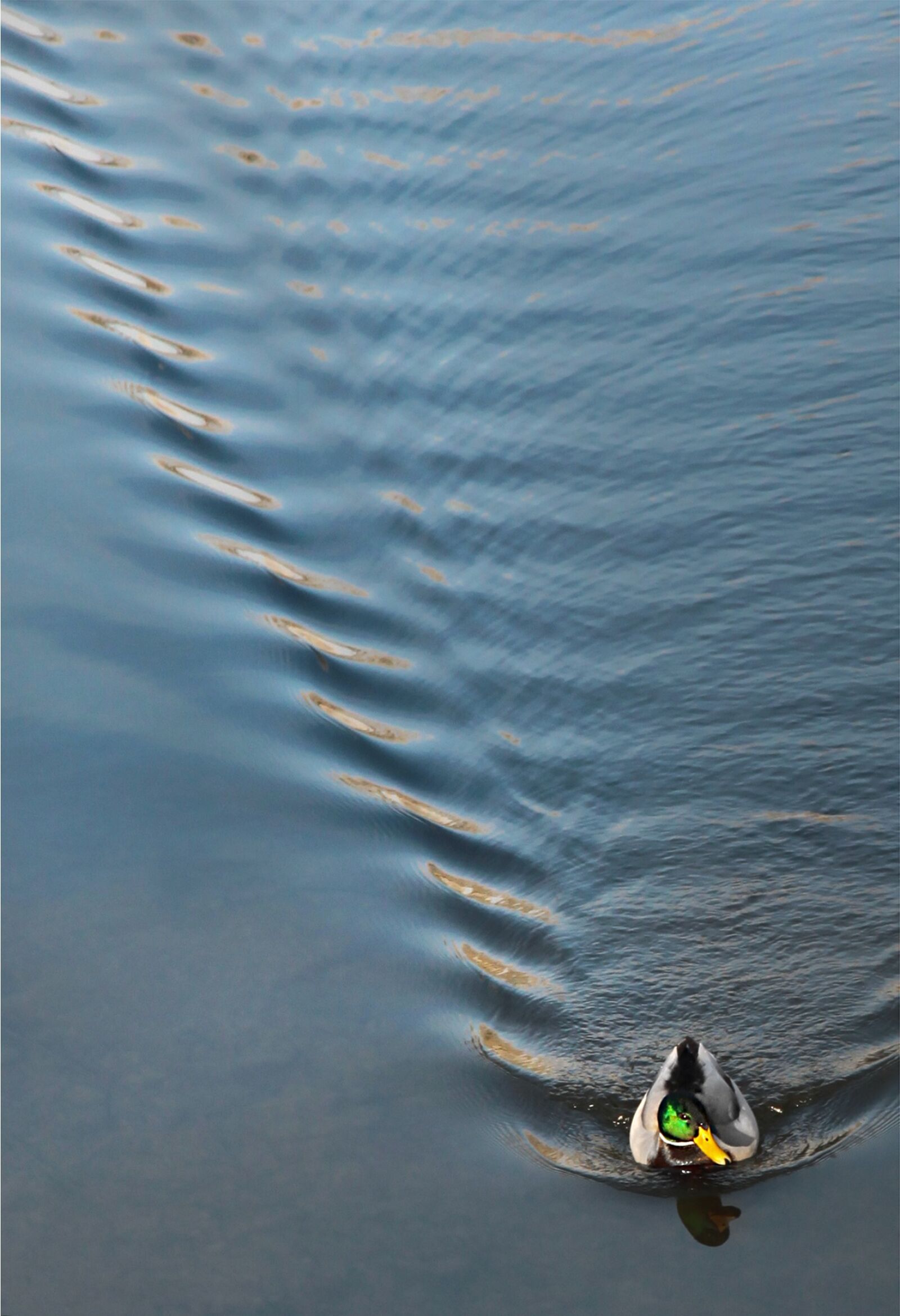 Canon EOS 5D Mark II sample photo. Duck, water, city park photography