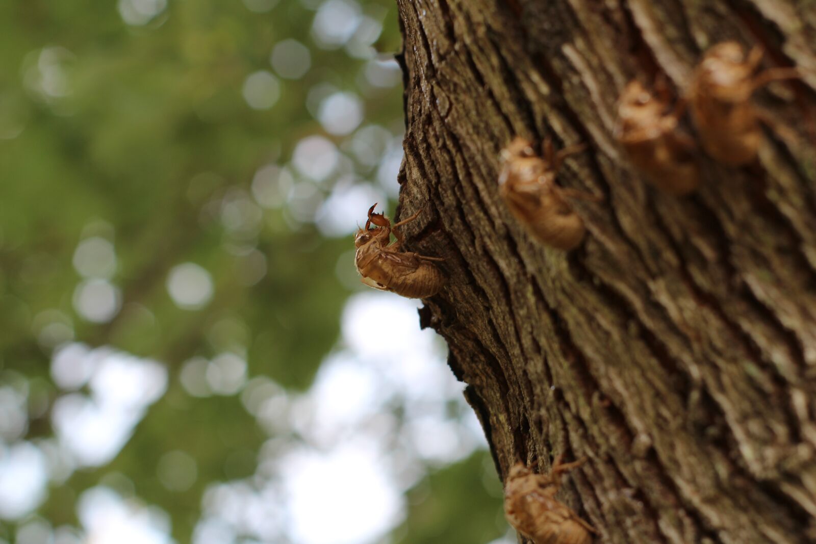 Canon EOS 600D (Rebel EOS T3i / EOS Kiss X5) sample photo. Cicada, insect, cicada shell photography