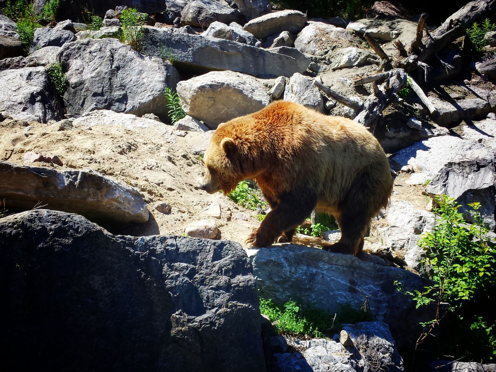 Samsung Galaxy S4 sample photo. Animal, bear, grizzly, grizzly photography