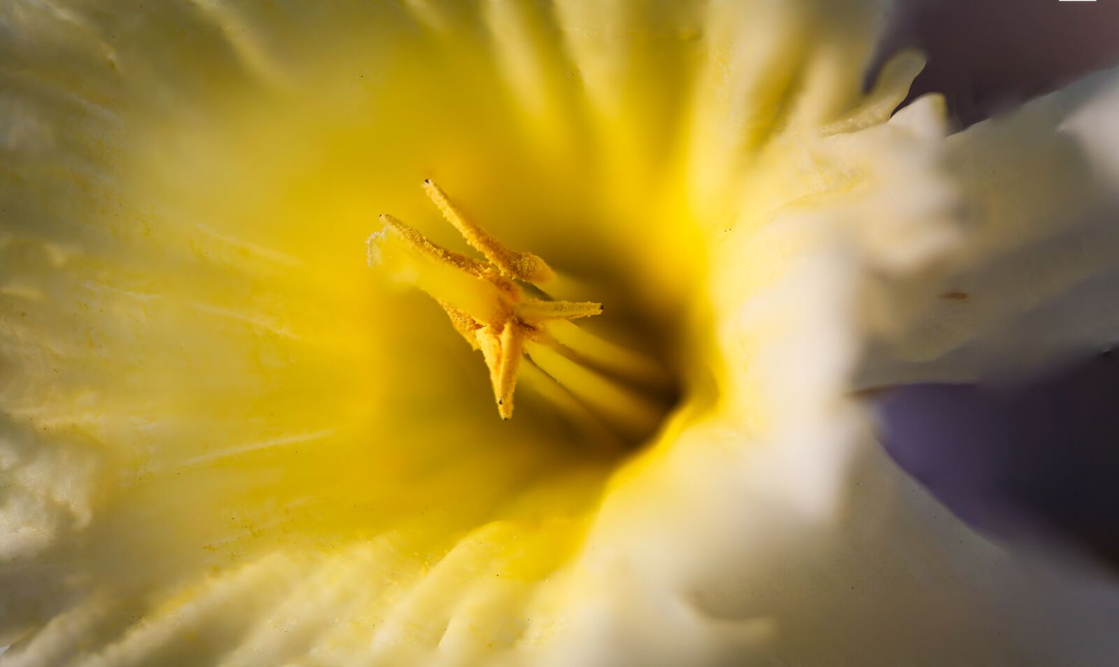 Canon EF 100mm F2.8L Macro IS USM sample photo. Snowflake, spring, flower photography