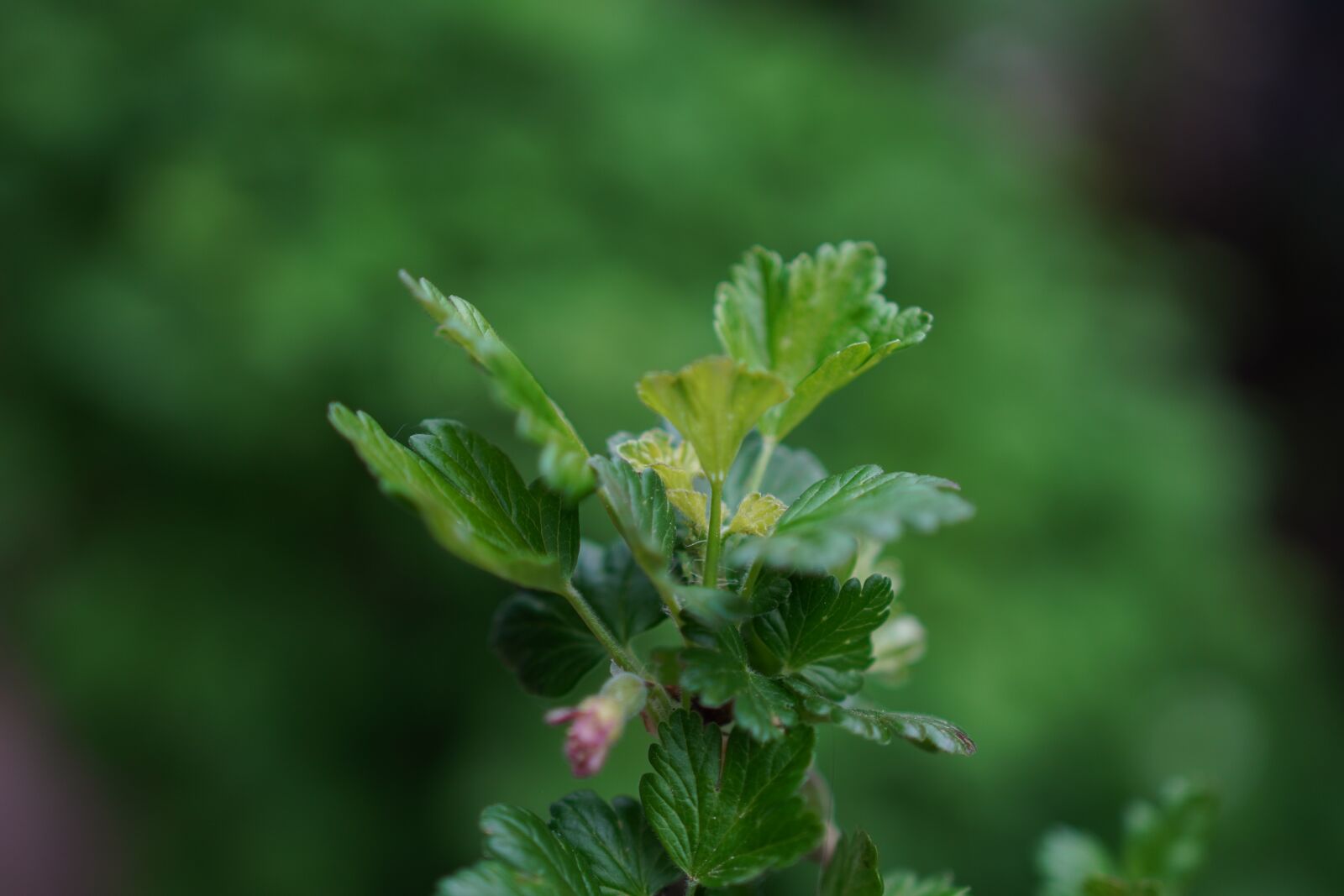 Canon 18-35mm F1.8 DC HSM | Art 013 sample photo. Plant, nature, green photography