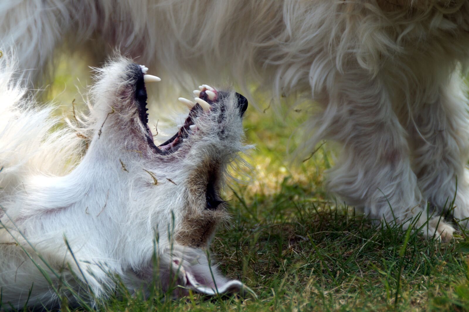 Sony SLT-A58 + Sony DT 18-200mm F3.5-6.3 sample photo. Dog, tooth, animals photography