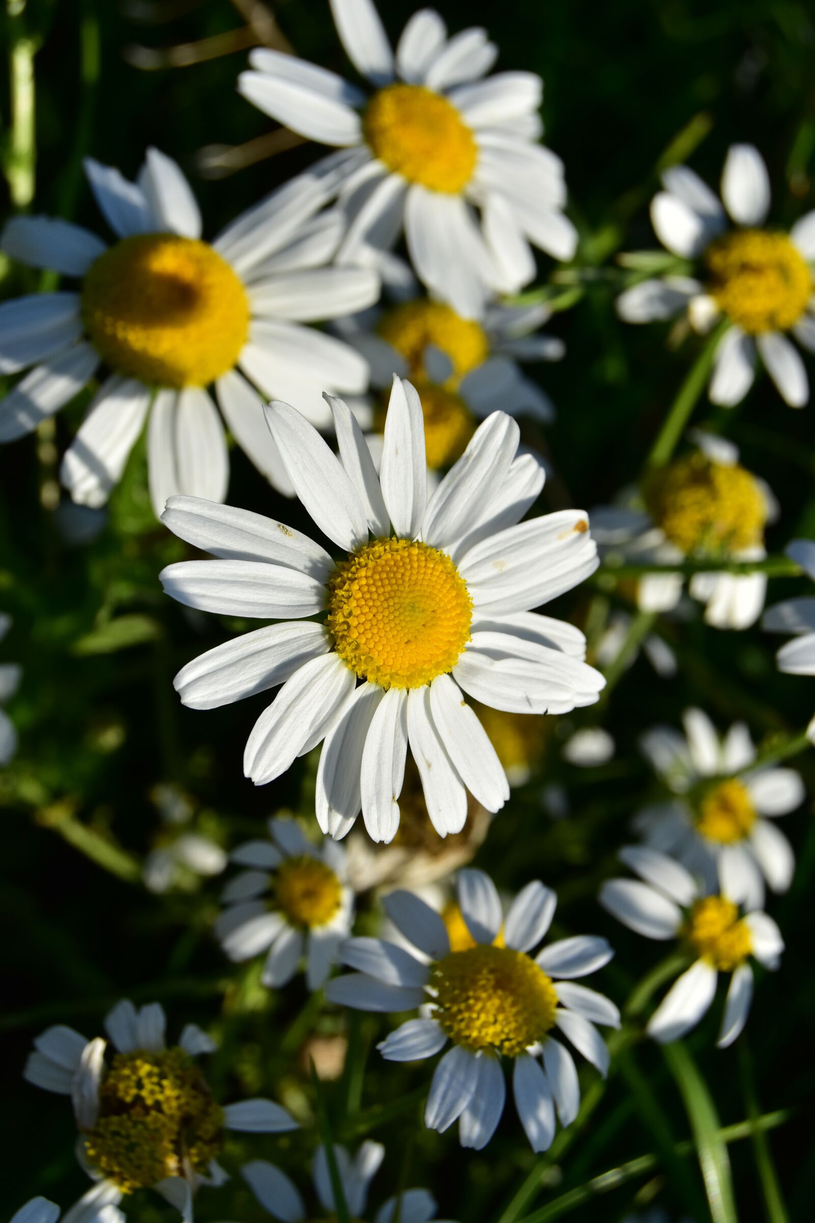 Nikon D5600 sample photo. Daisies, flowers, bloom photography
