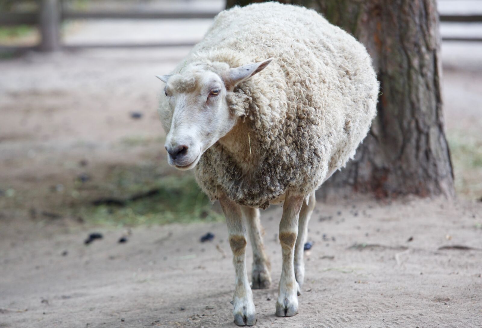 Canon EOS 5D Mark III sample photo. Animal, sheepfold, sheep photography