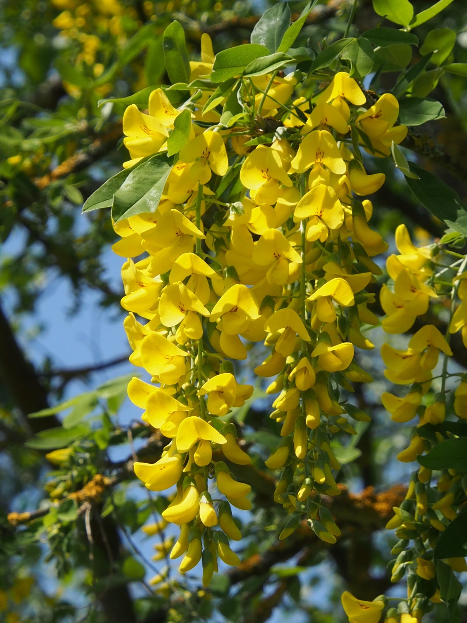 Olympus OM-D E-M5 sample photo. Yellow, laburnum, spring photography