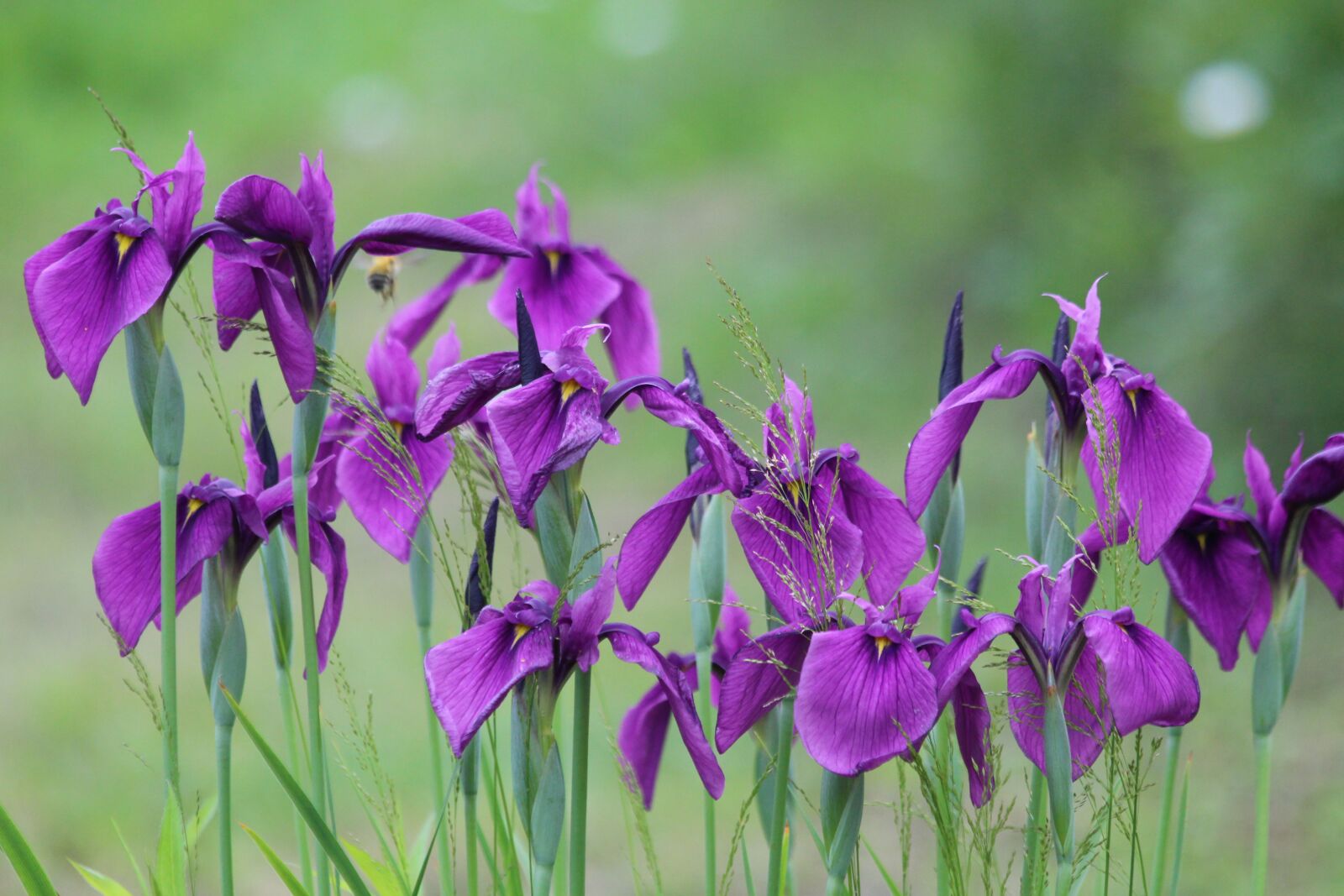 Canon EOS 650D (EOS Rebel T4i / EOS Kiss X6i) sample photo. Iris, purple irises, garden photography