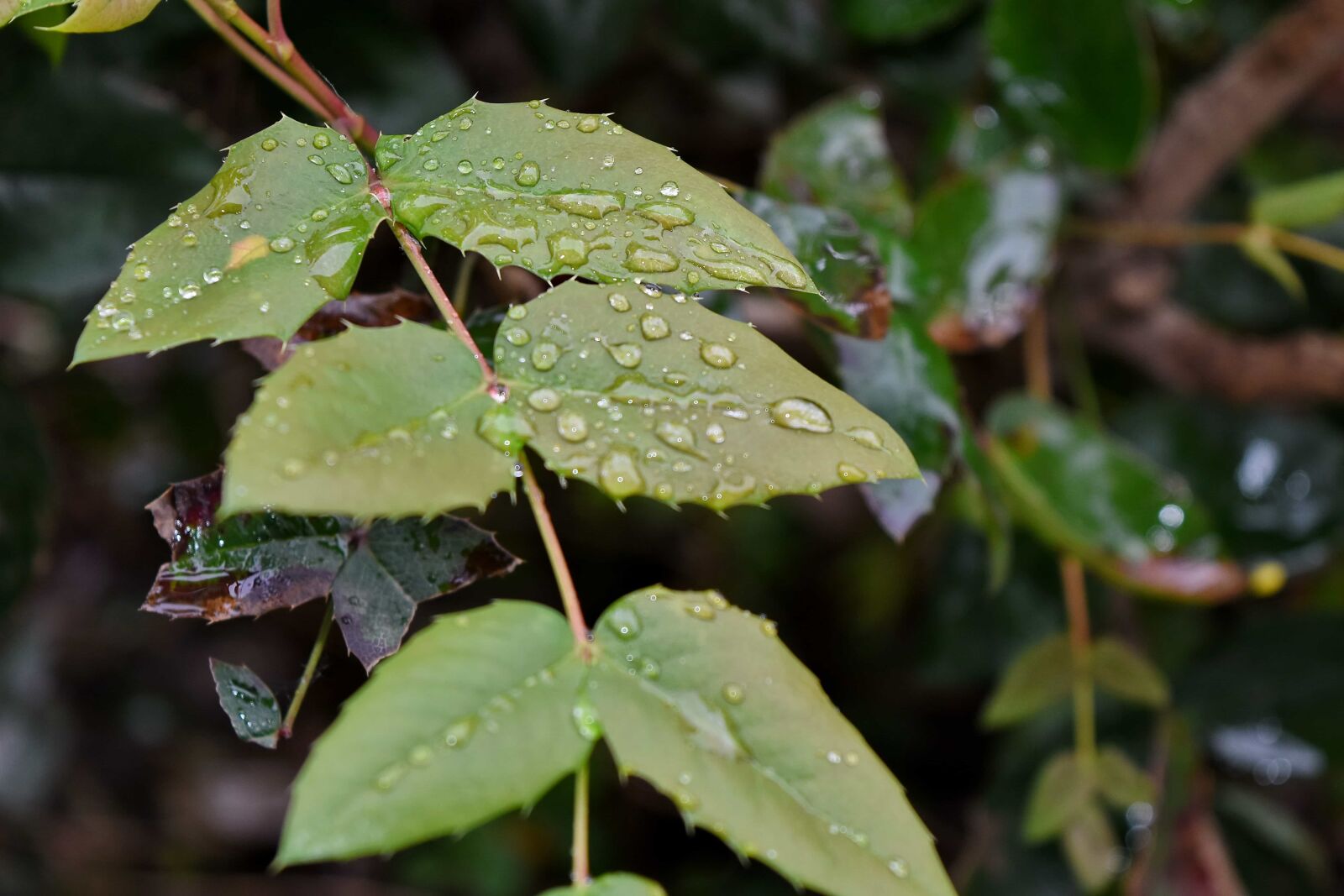 Nikon D5500 sample photo. Dew, moisture, wet, nature photography