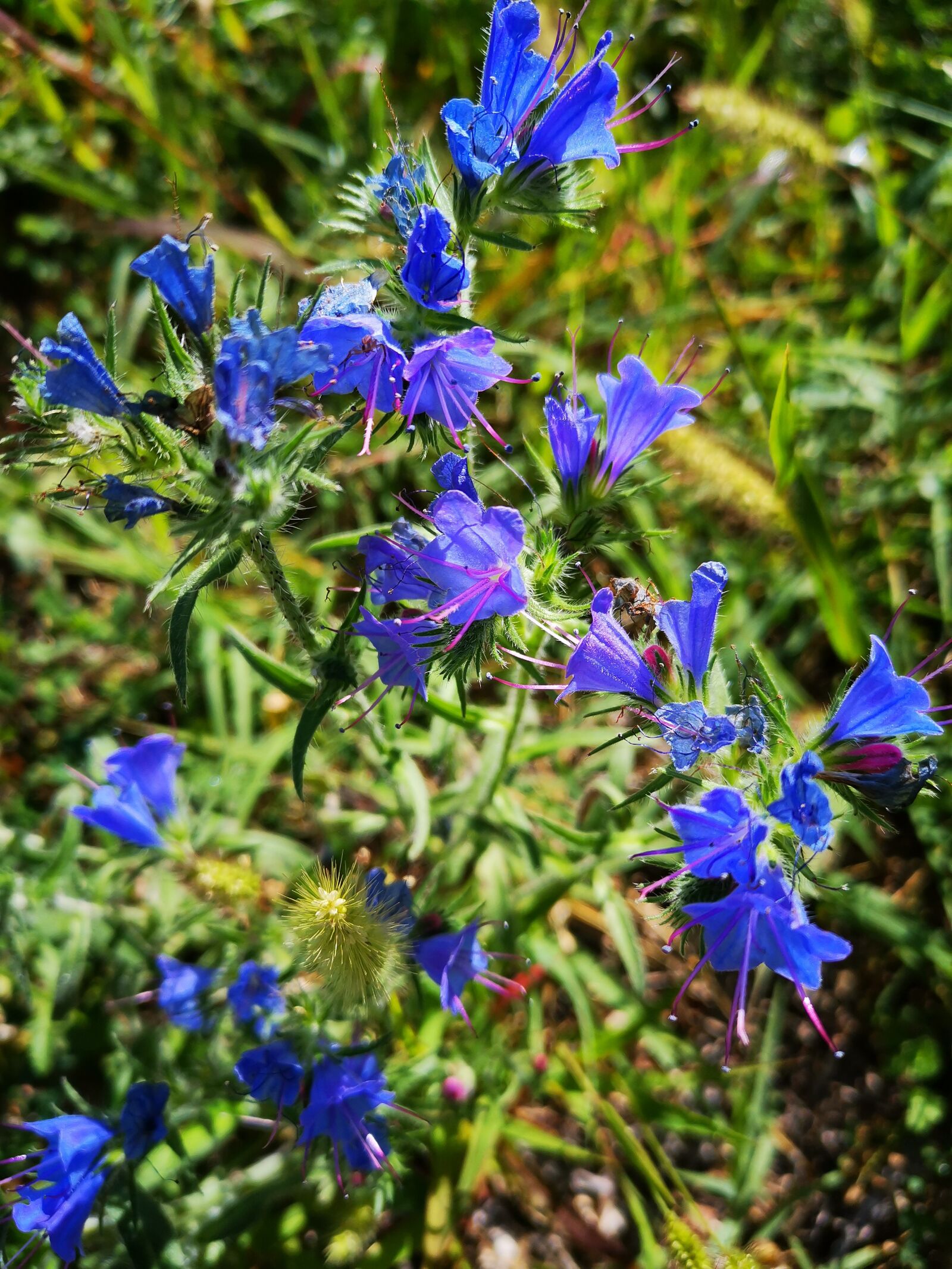 HUAWEI HMA-L29 sample photo. Blue, violet, cornflower photography