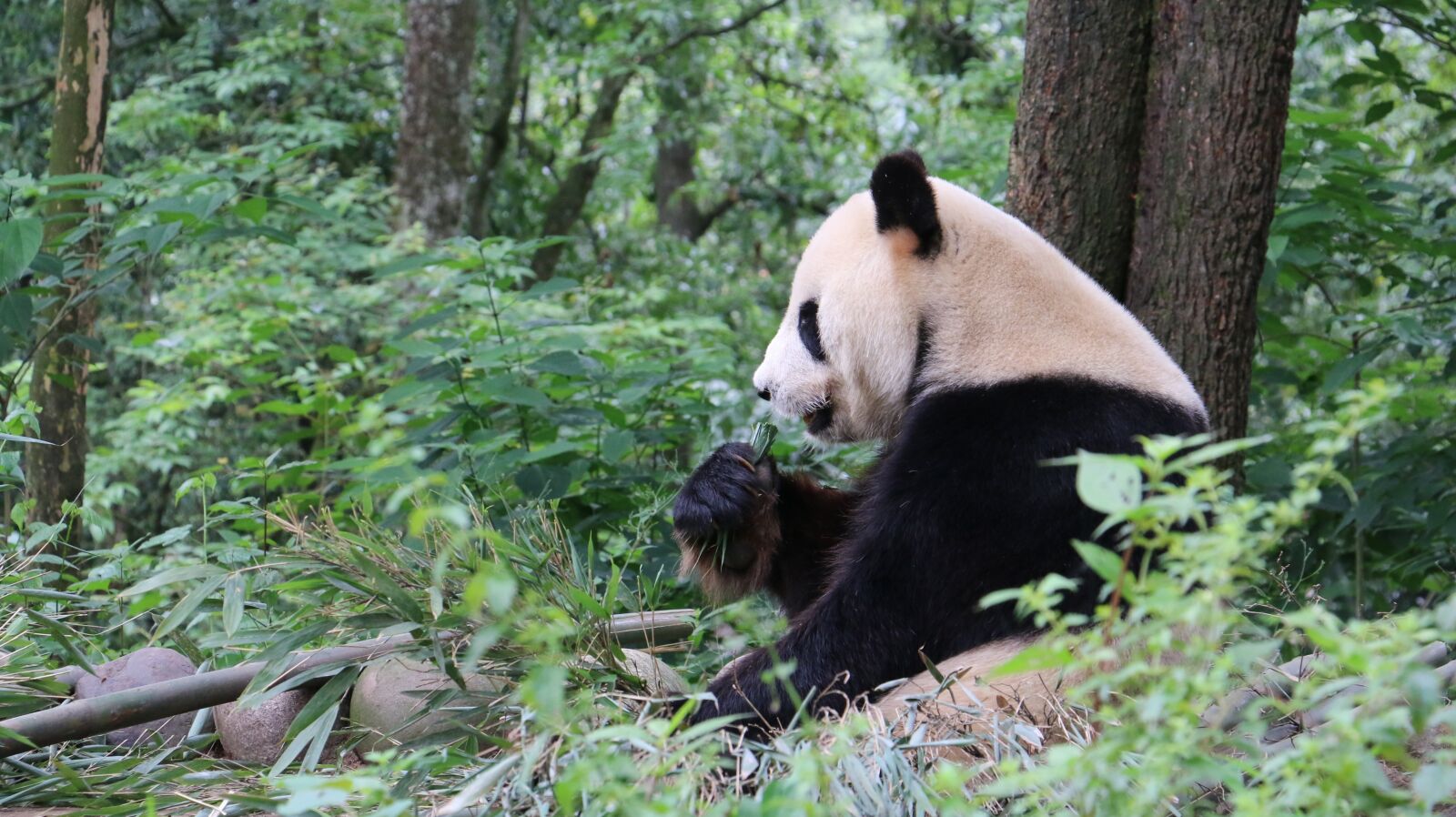 Canon EOS 70D sample photo. Panda, sichuan, china photography