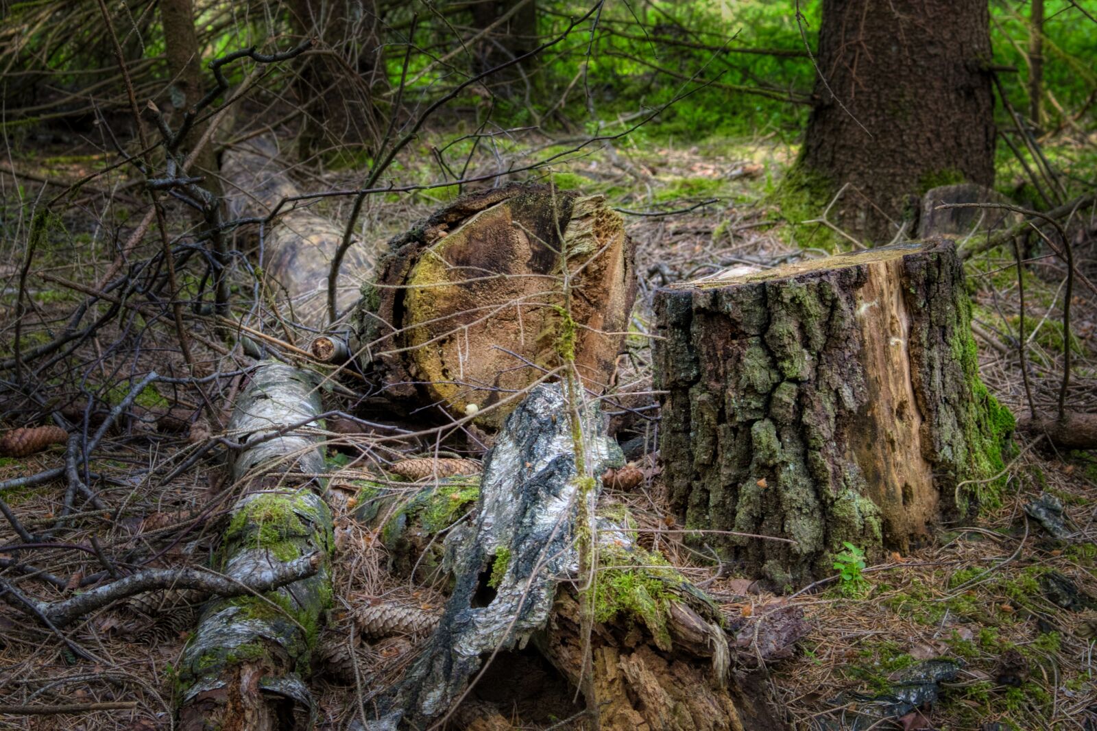 Nikon D7500 sample photo. Log, like, tribe photography