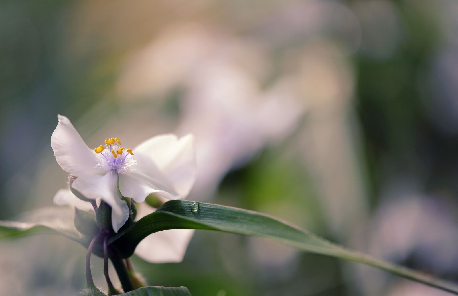 Nikon D3S sample photo. Three master flower, eyes photography