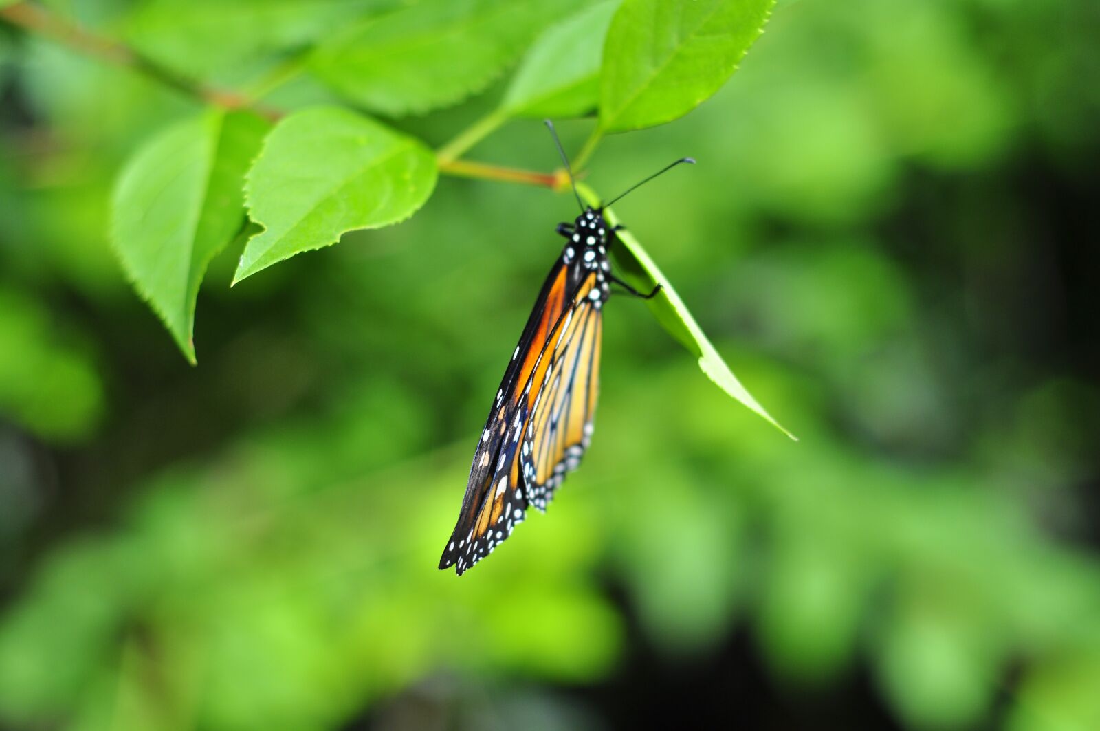 Nikon D90 sample photo. Monarch butterfly, butterfly, wings photography