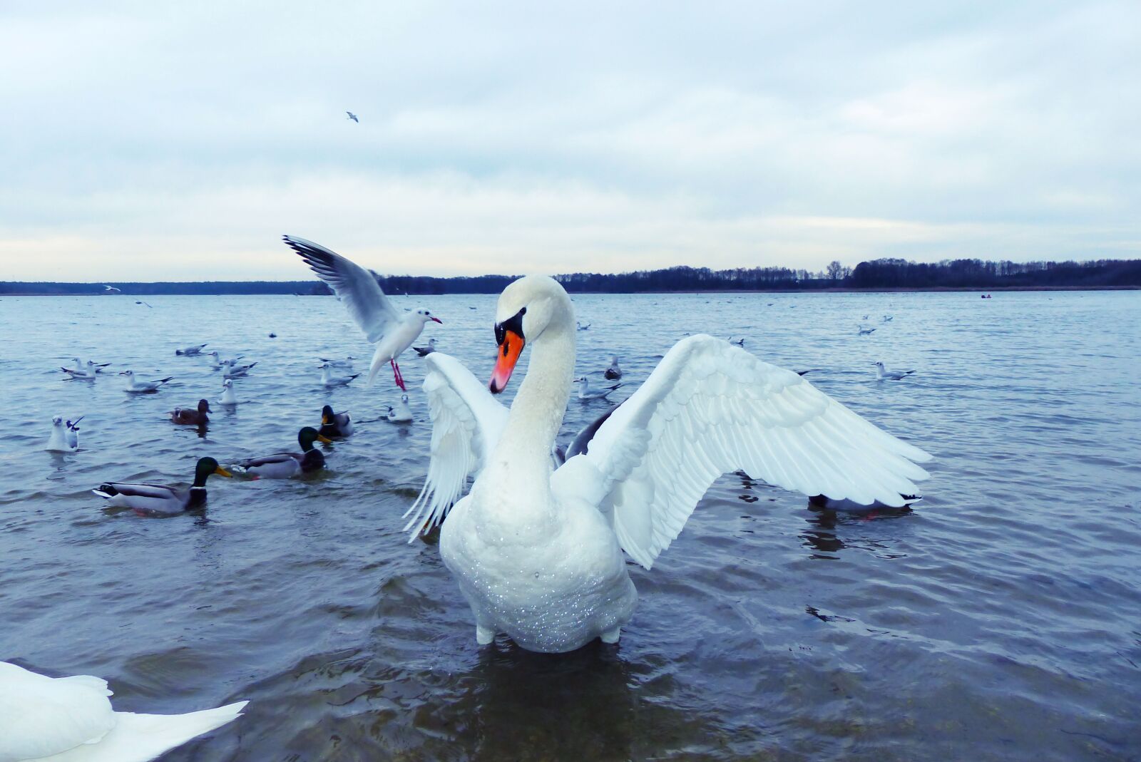Panasonic Lumix DMC-FZ200 sample photo. Mute swan, female, water photography