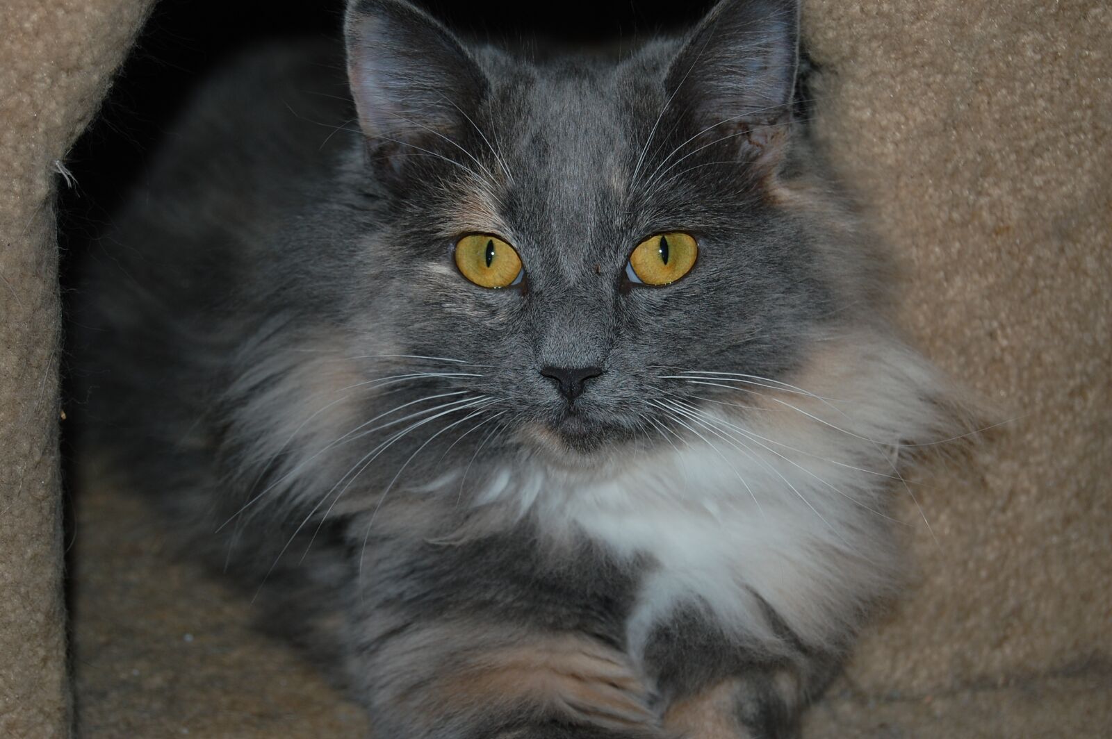 Nikon D40 sample photo. Cat, longhair, domestic photography