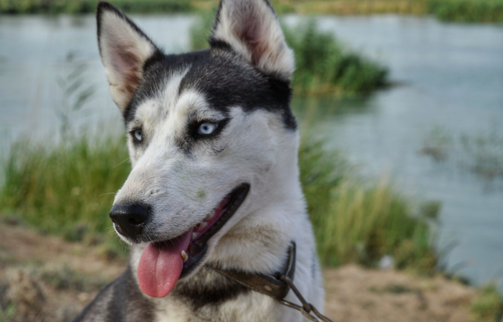Nikon D3200 sample photo. Dog, husky, iraq photography