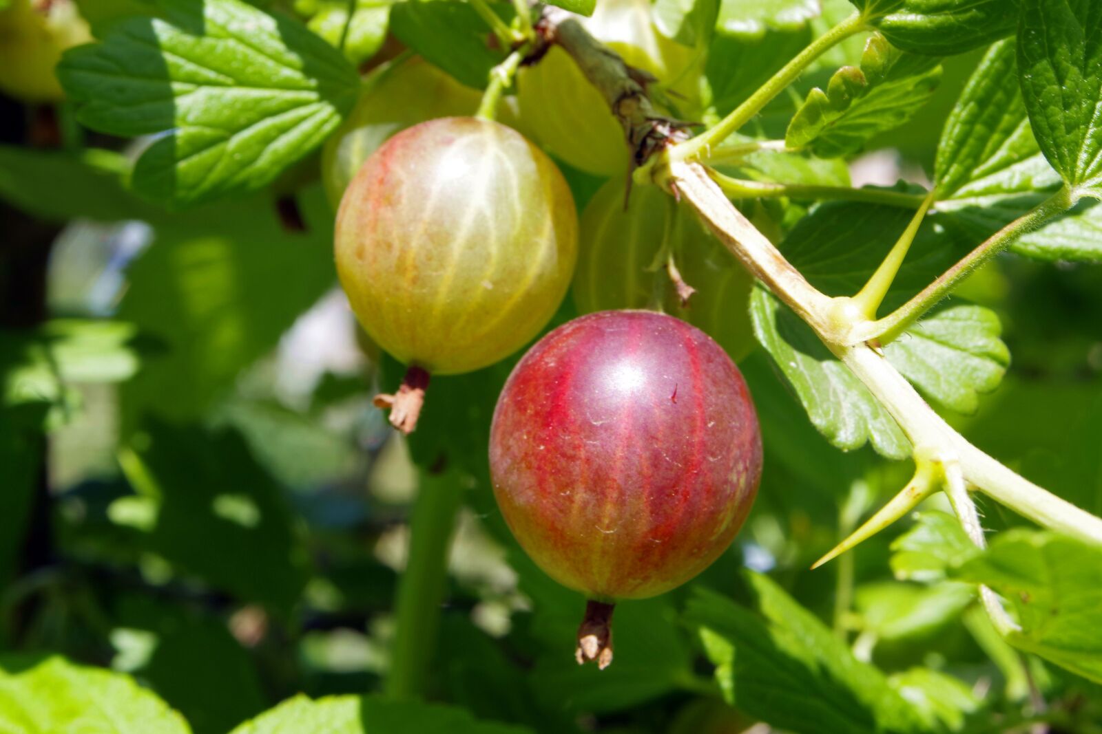 Pentax K-S2 sample photo. Gooseberry, fruit, juicy photography