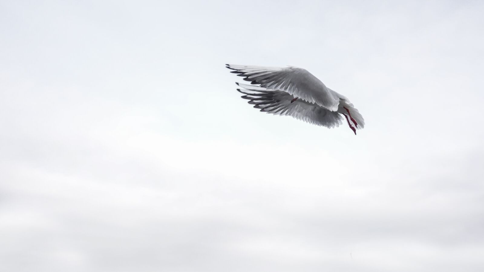 Sony Cyber-shot DSC-RX100 sample photo. Seagull, wing, bird photography
