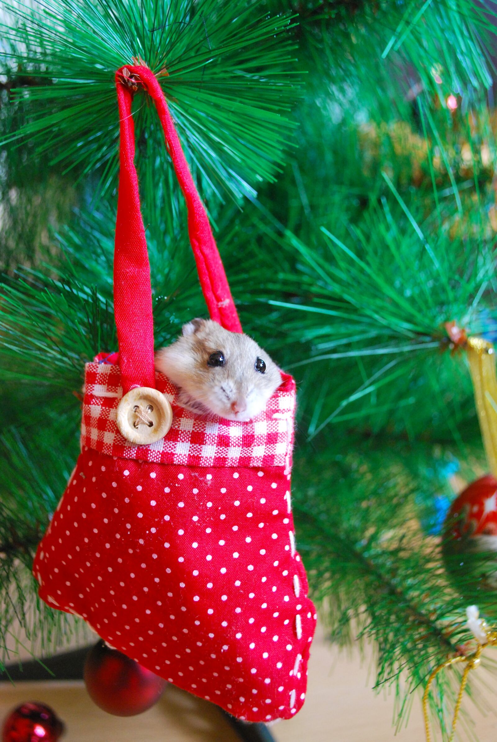 Nikon D60 sample photo. Hamster, new year, decoration photography