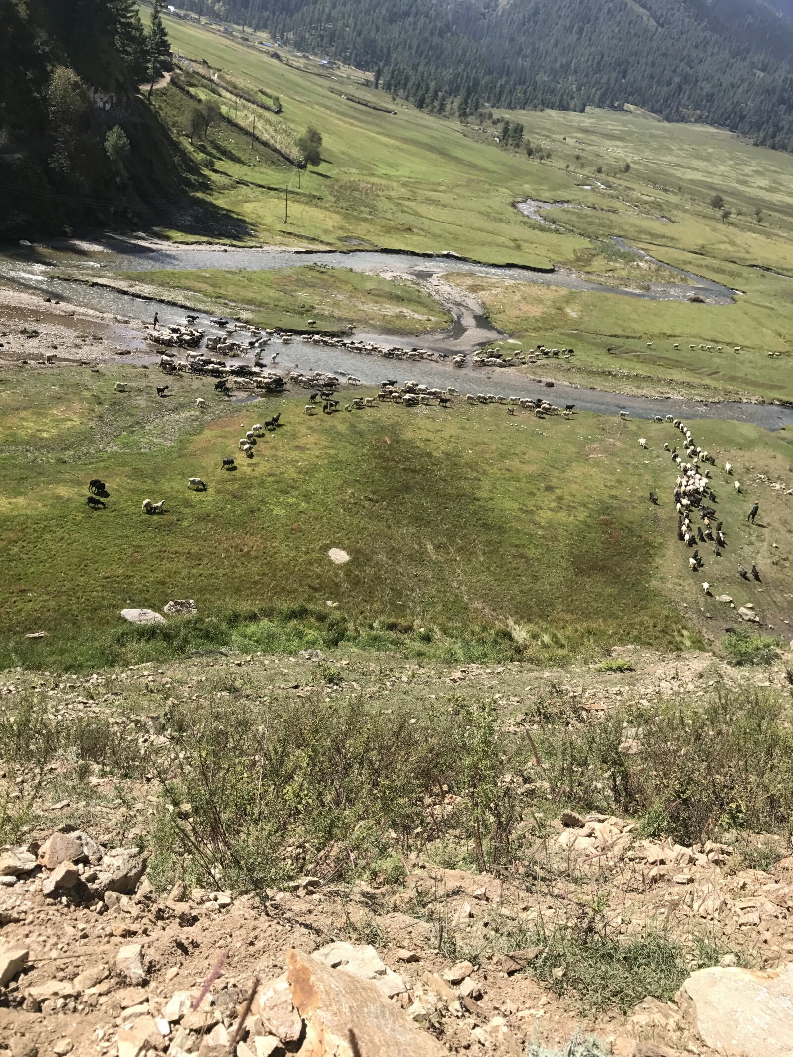 iPhone 7 back camera 3.99mm f/1.8 sample photo. Nature, jumla, rara photography