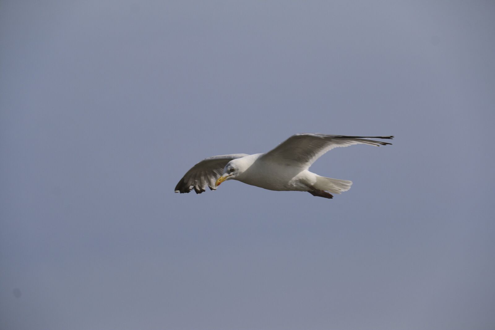 Canon EOS 70D sample photo. Seagull, bird, sea photography