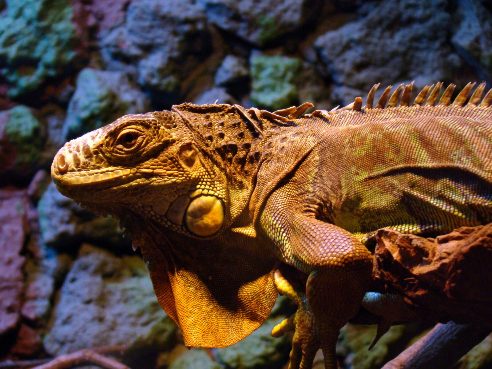 Sony Cyber-shot DSC-H50 sample photo. The lizard, lizard, gad photography