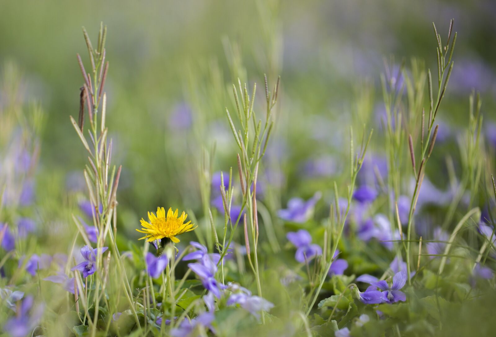 Canon EF 100mm F2.8L Macro IS USM sample photo. Dandelions, flower, purple photography