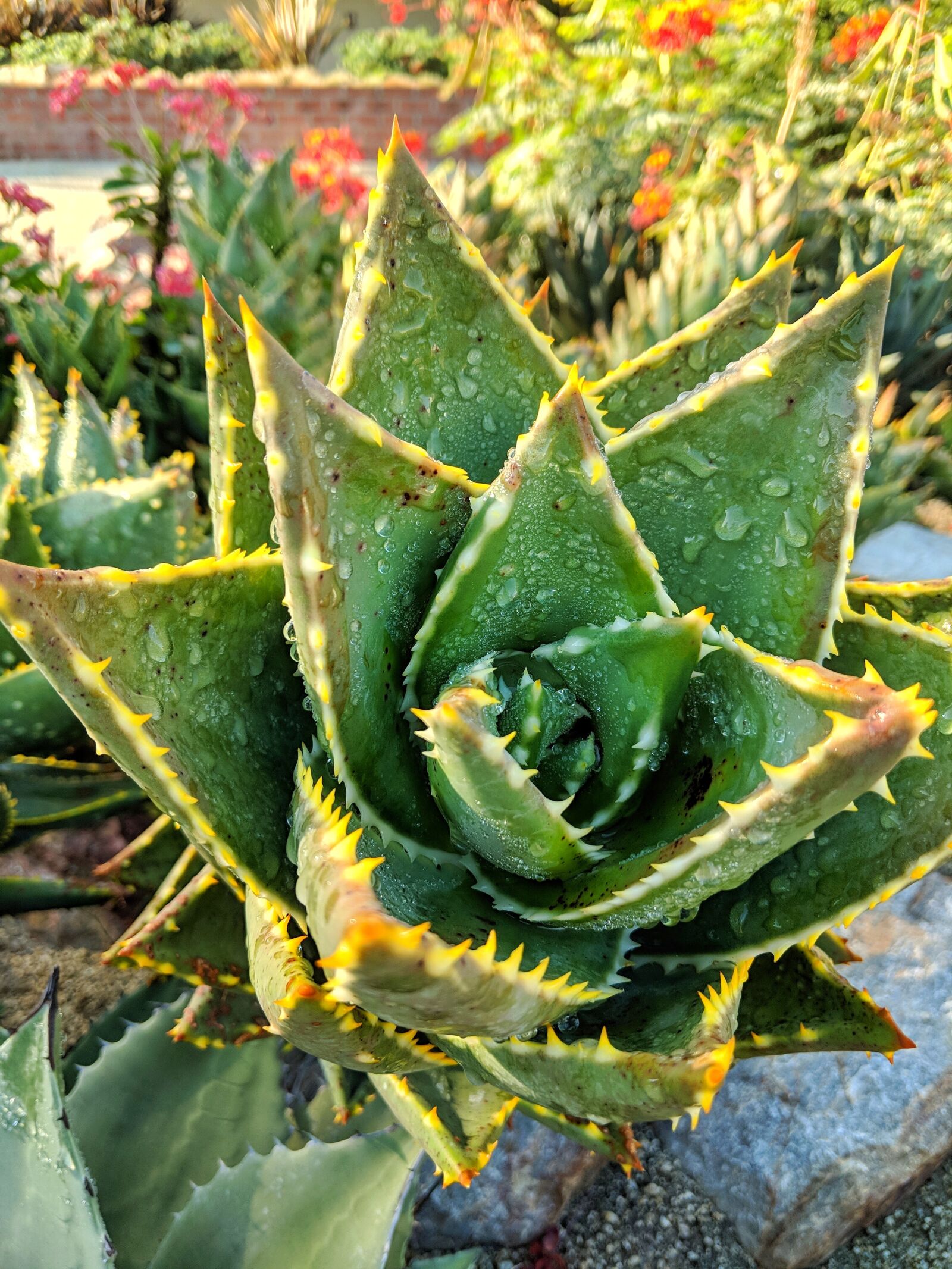 Google Pixel 2 XL sample photo. Aloe vera, plant, outdoors photography