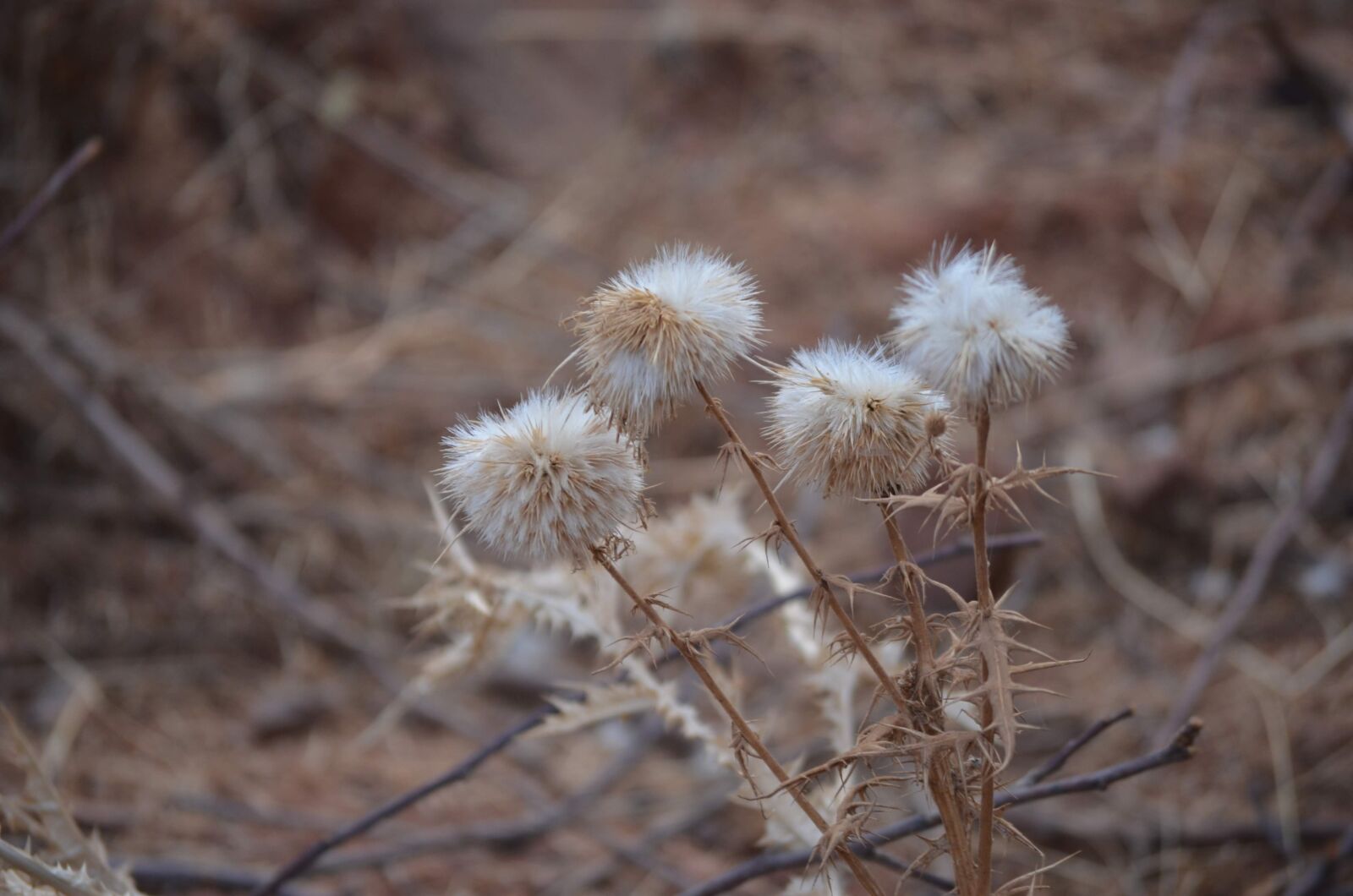 Nikon D7000 sample photo