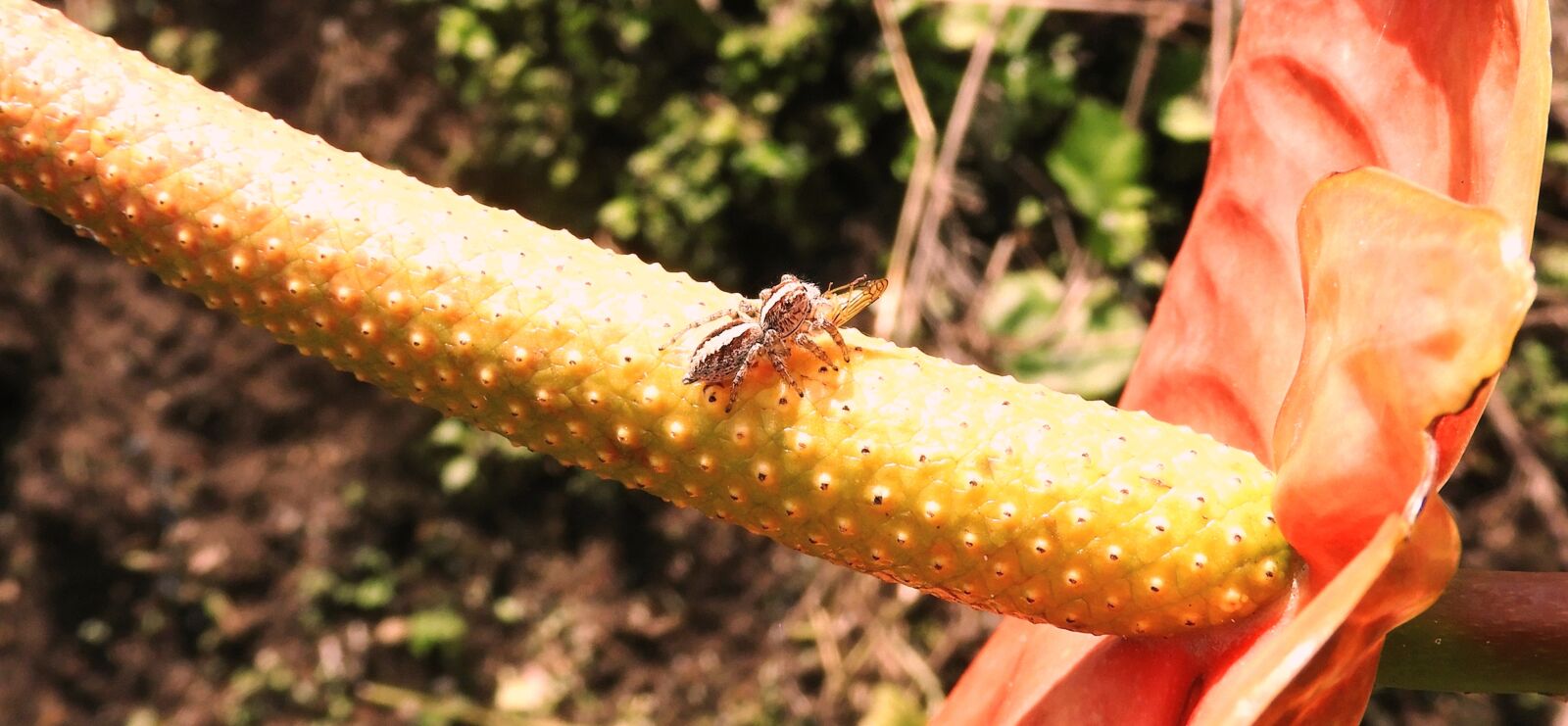 Nikon Coolpix B700 sample photo. Macro, insects, spider hunting photography