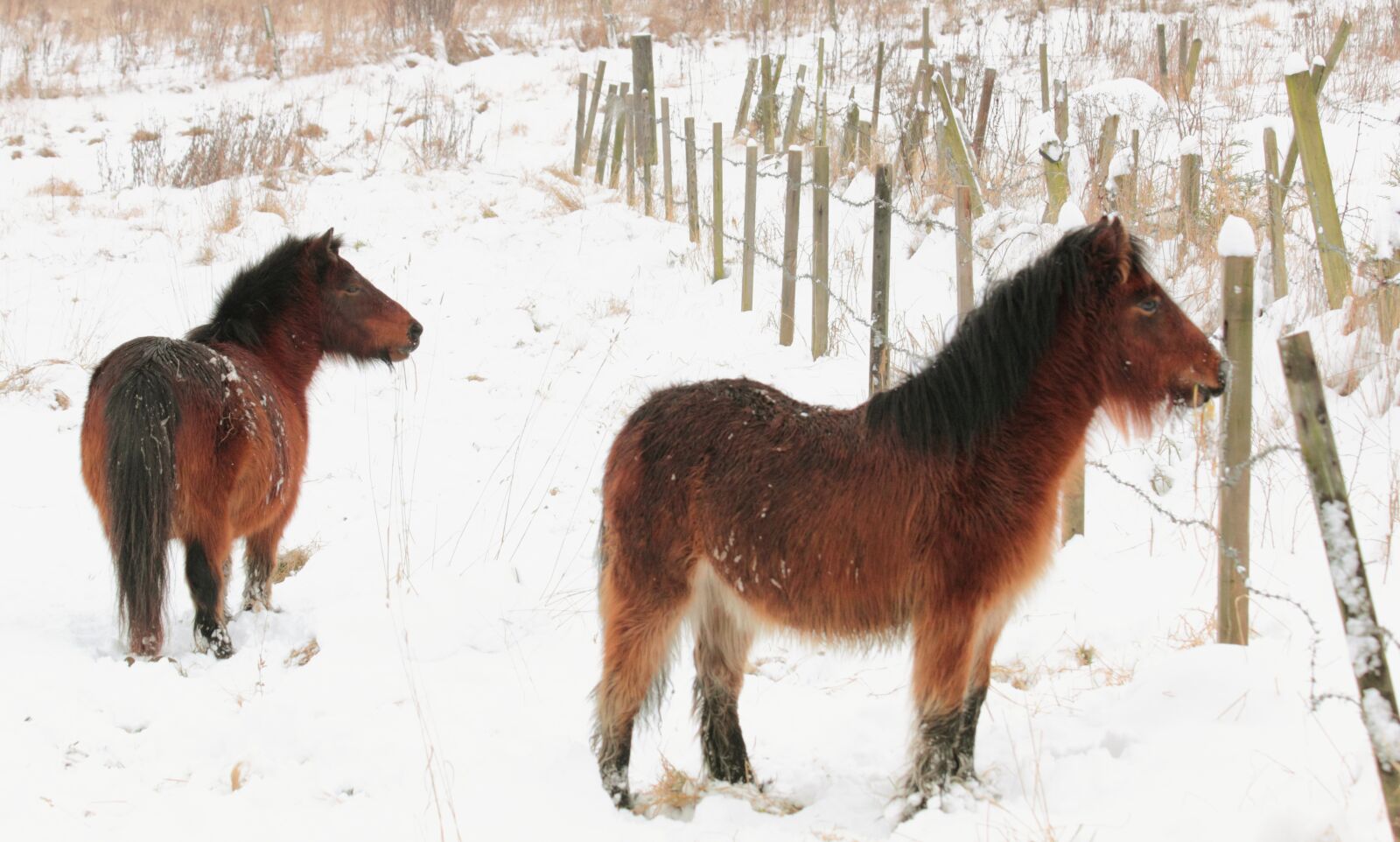 Canon EOS 550D (EOS Rebel T2i / EOS Kiss X4) sample photo. Animals, brown, farm, horse photography