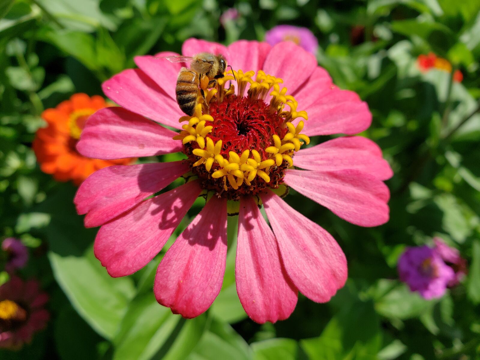 Samsung Galaxy S9 sample photo. Zinnia, flower, bloom photography