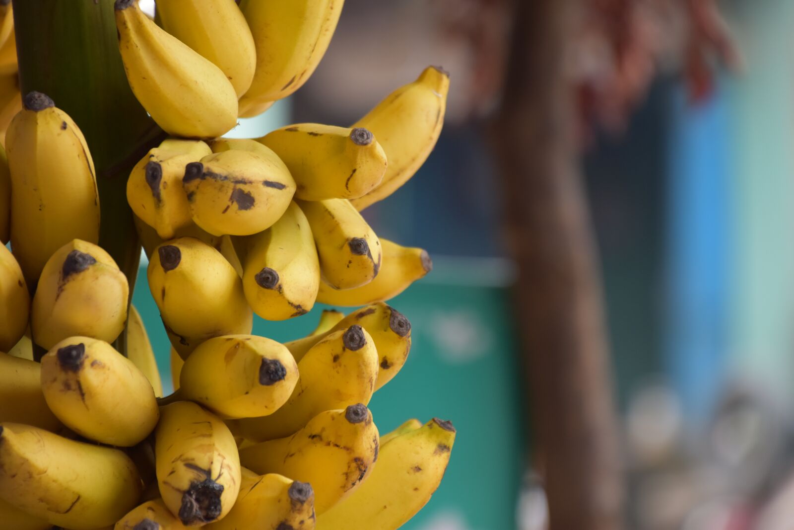 Nikon D5600 sample photo. Banana, fruit, india photography