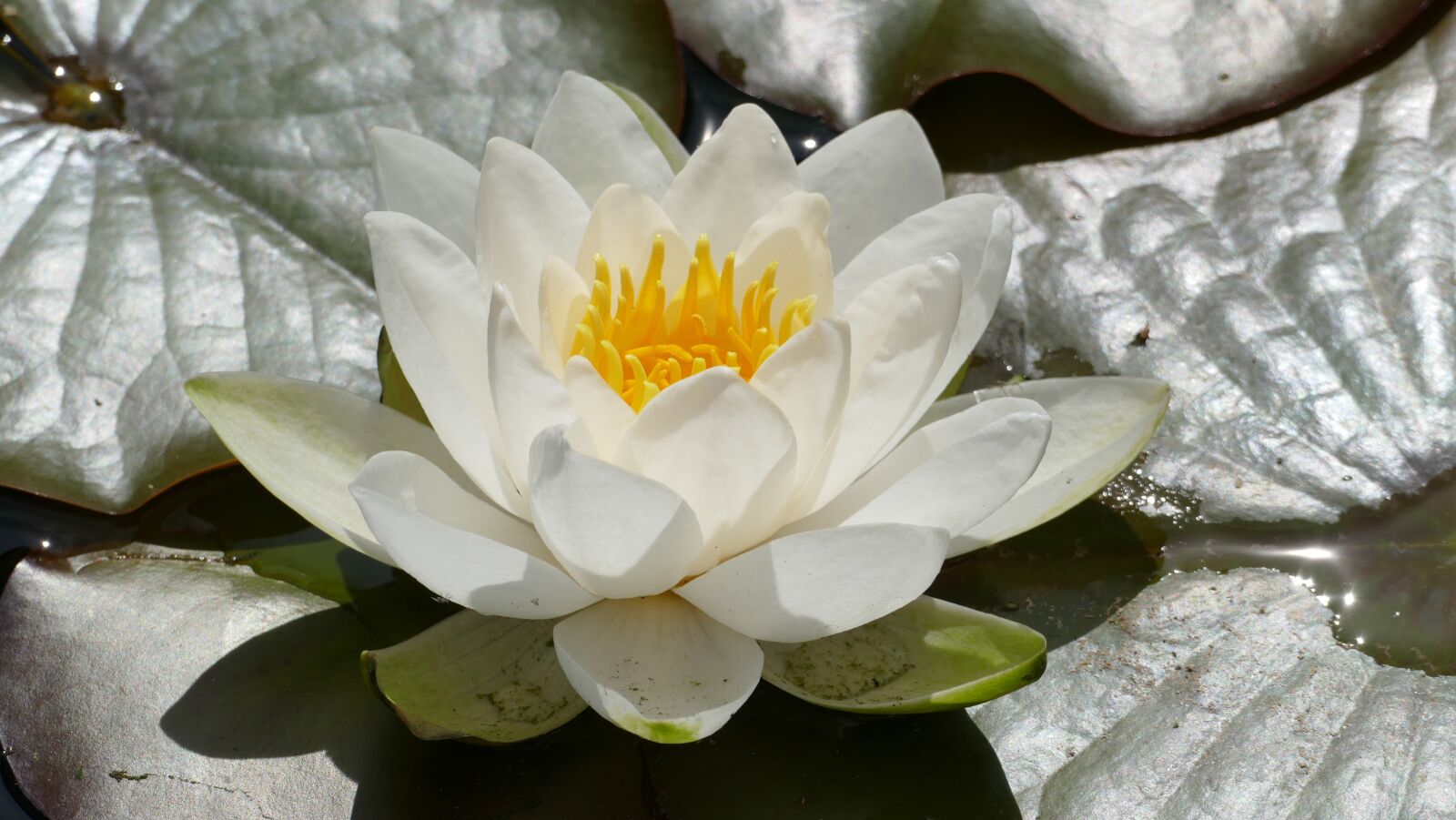 Panasonic Lumix DMC-FZ1000 sample photo. Flowers, water lilies, nature photography