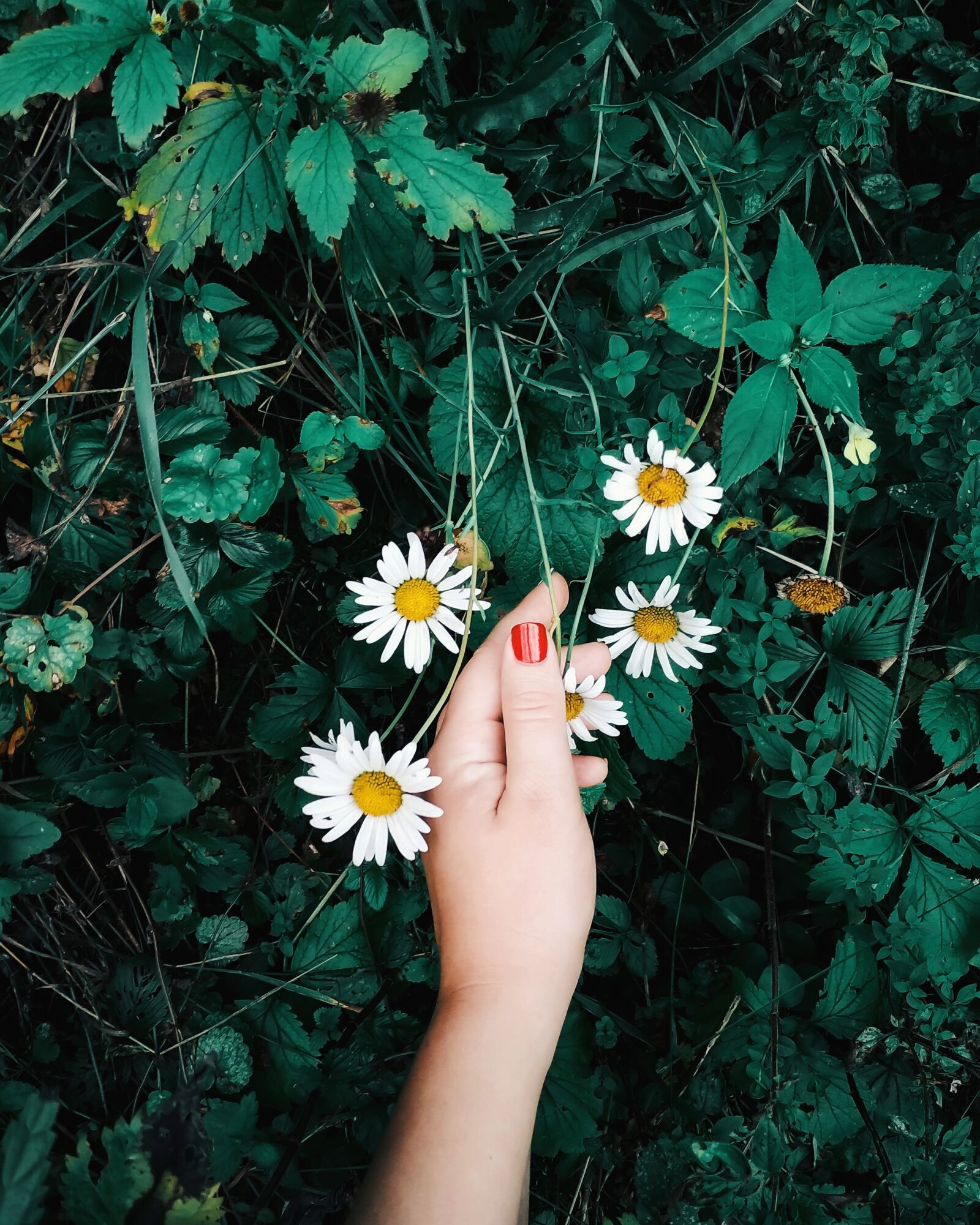 Xiaomi Redmi 4X sample photo. Nature, beauty, flowers photography
