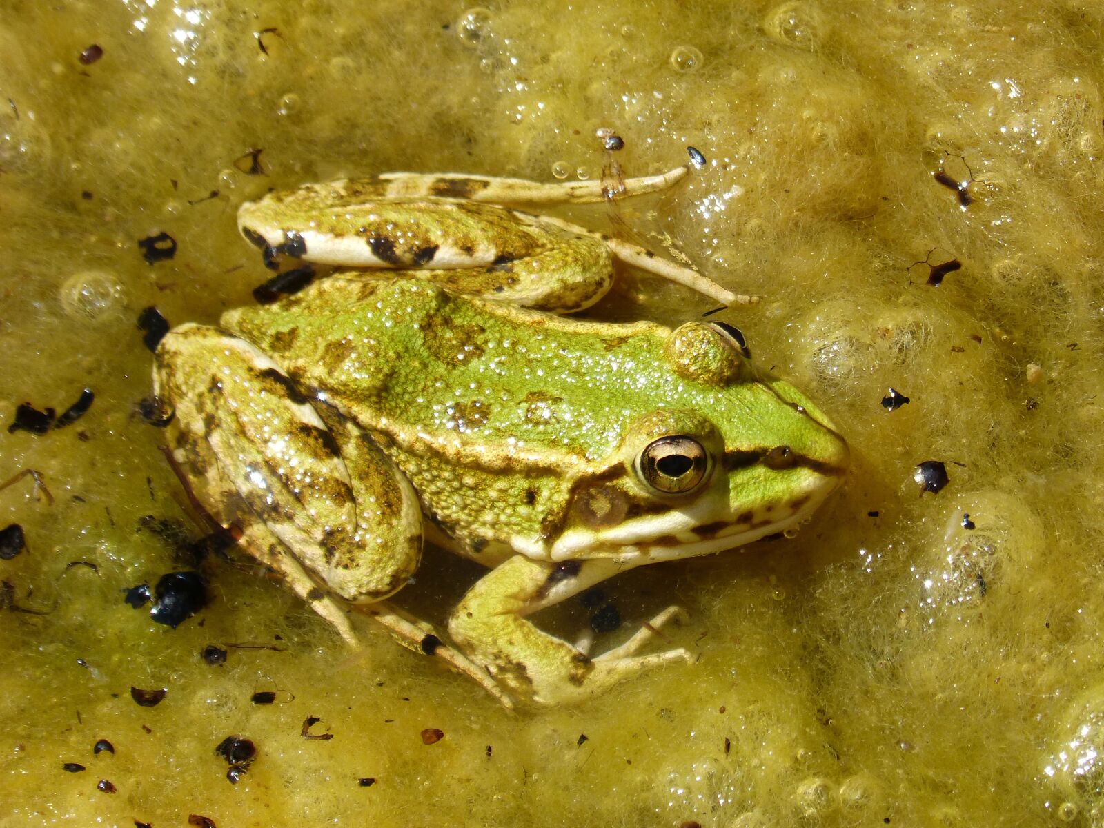 Panasonic DMC-FZ62 sample photo. Frog, green frog, pond photography