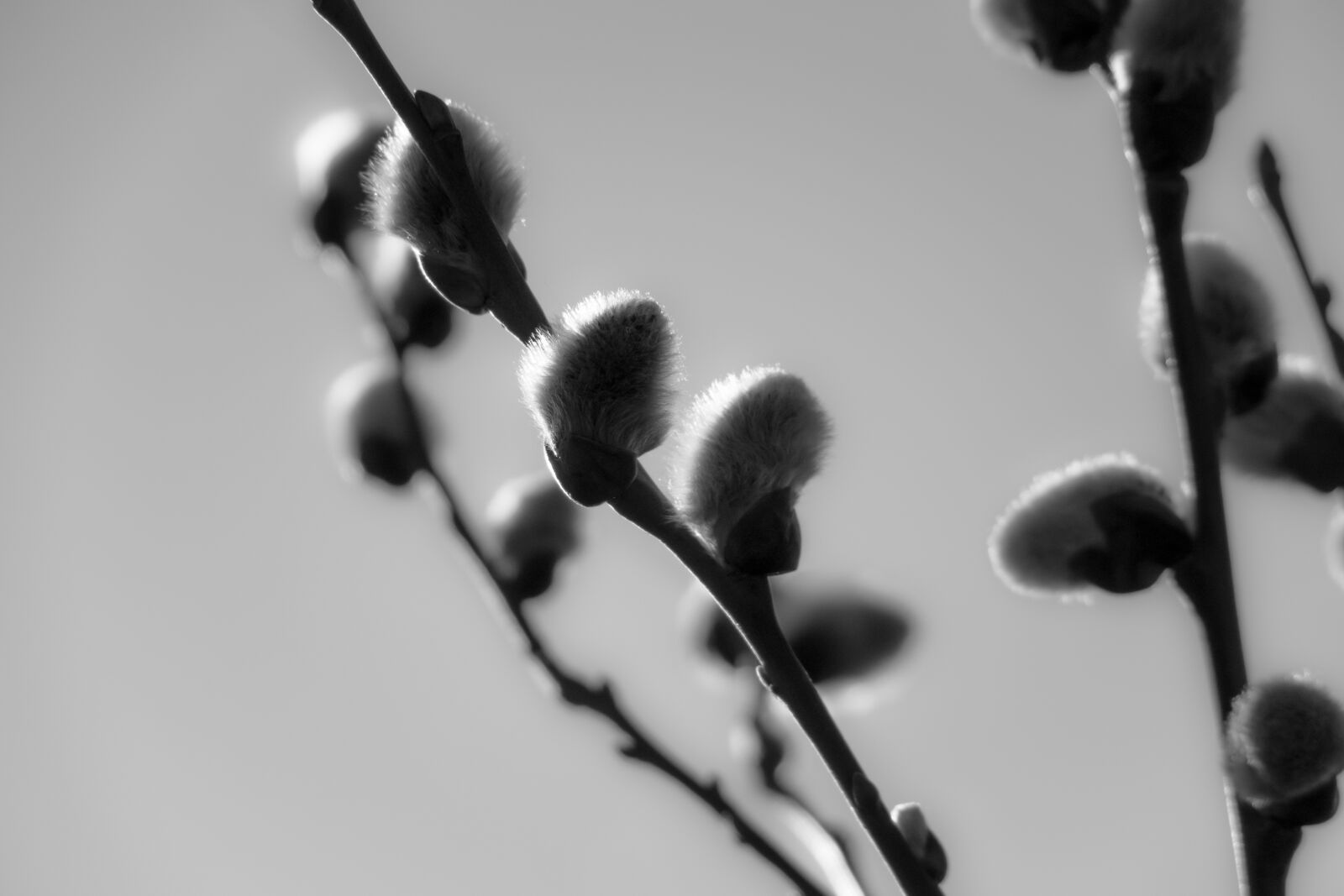 Canon PowerShot G3 X sample photo. Willow catkins, kitten, pasture photography