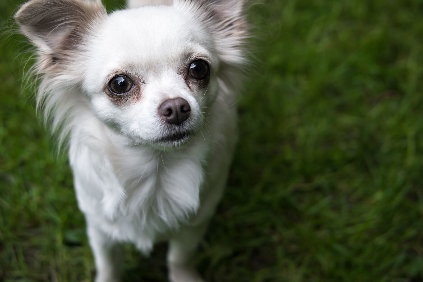 Samsung NX300M sample photo. Chihuahua, dog, chiwawa photography