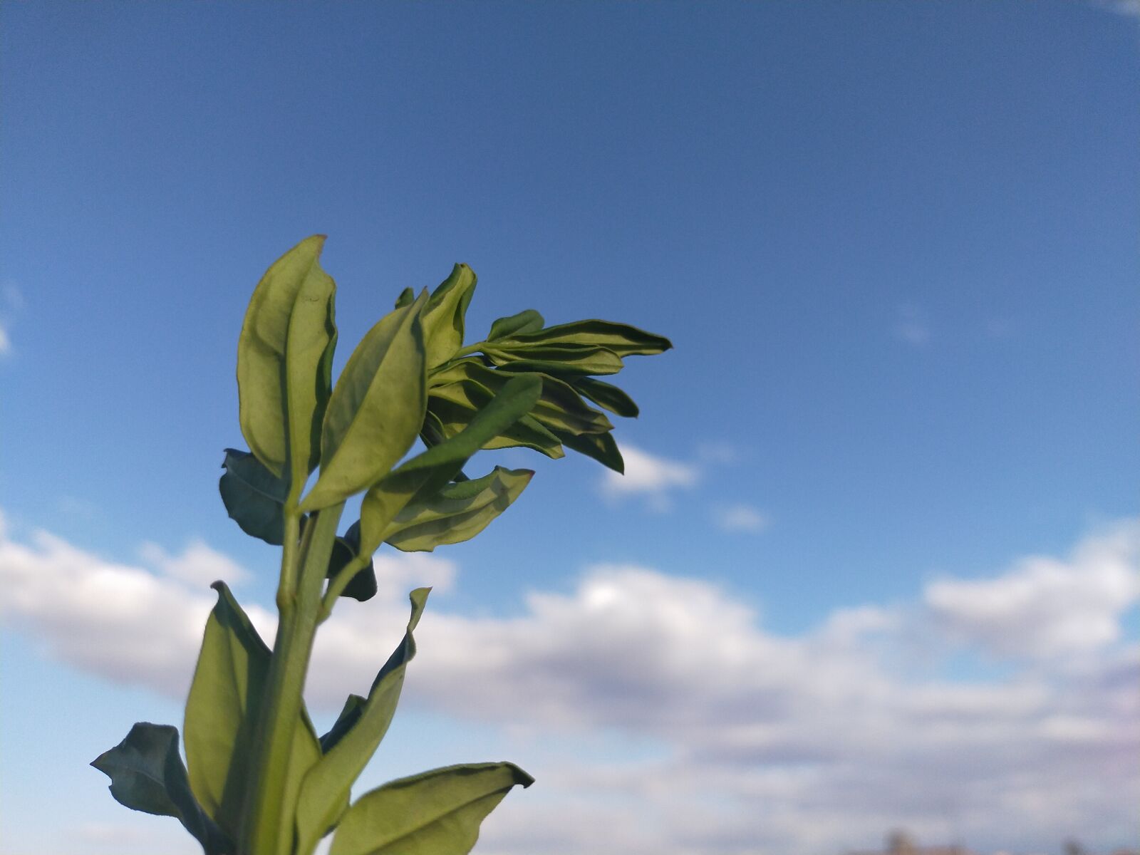 OPPO A9 2020 sample photo. Sky, plant, nature photography