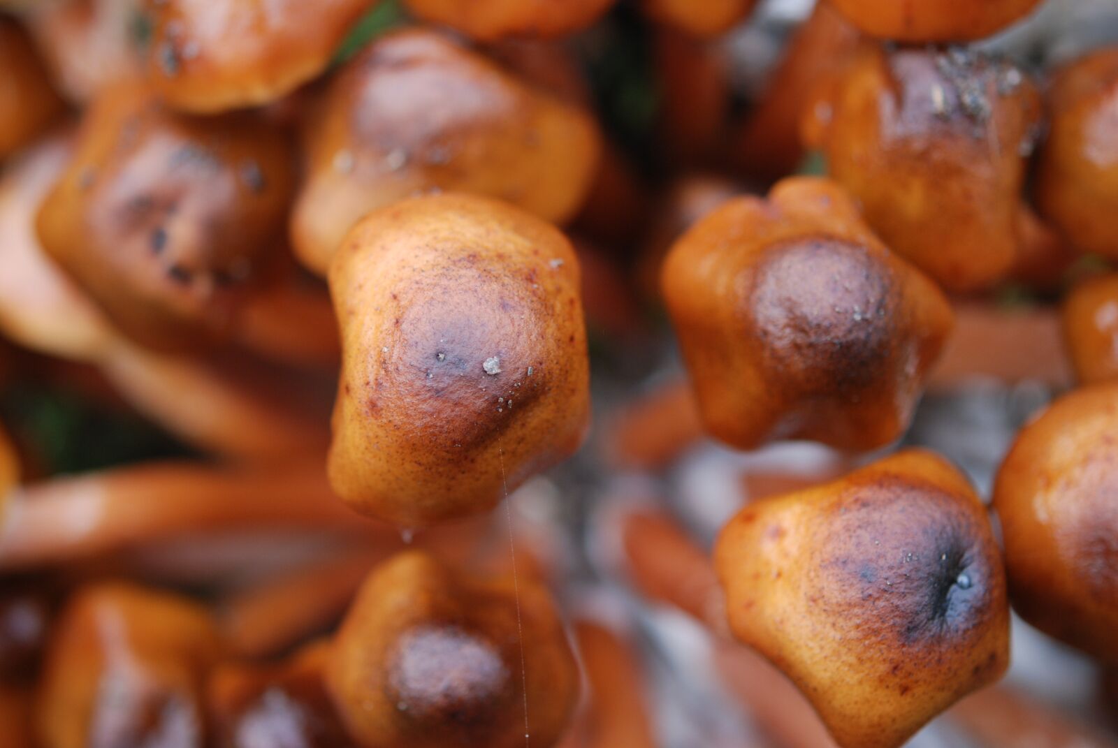 Nikon D80 sample photo. Nature, mushrooms, tree sponges photography