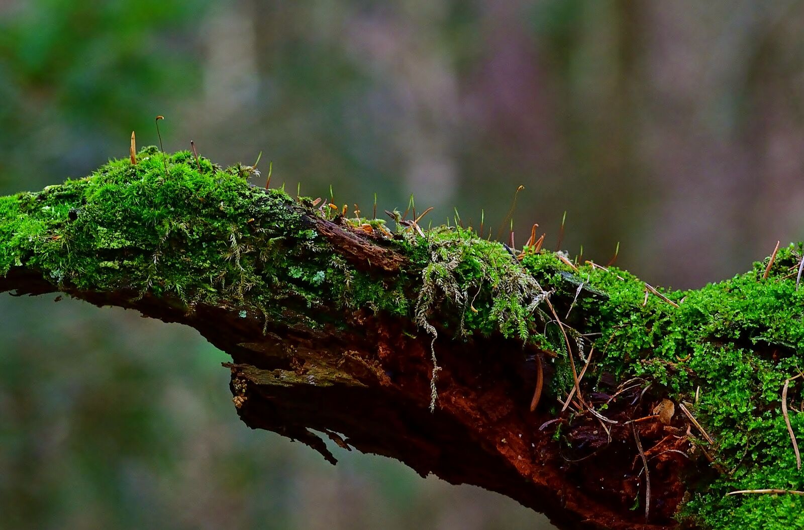 Nikon D5200 sample photo. Nature, forest, root photography