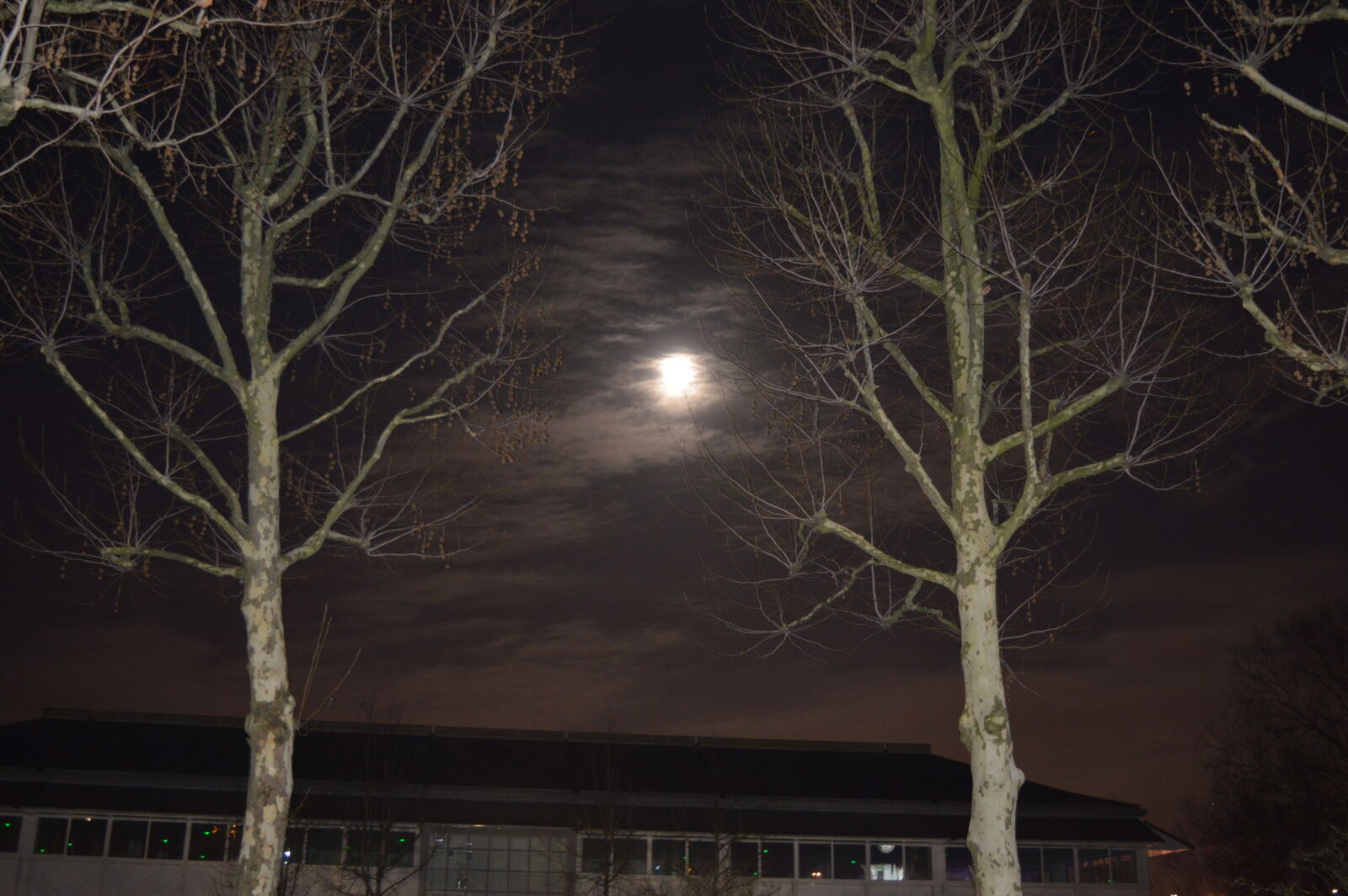 Nikon D3200 sample photo. Moon, between, trees photography