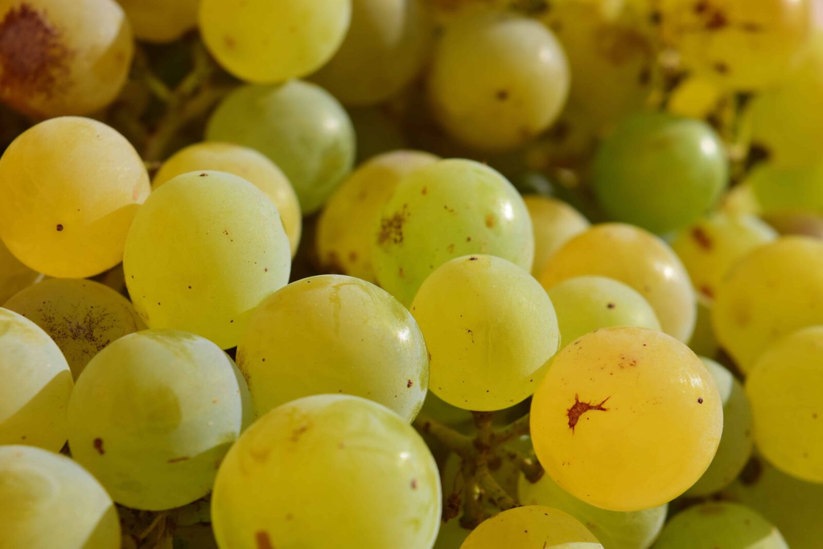 Nikon D3300 sample photo. Fruit, grapevine, food, berry photography