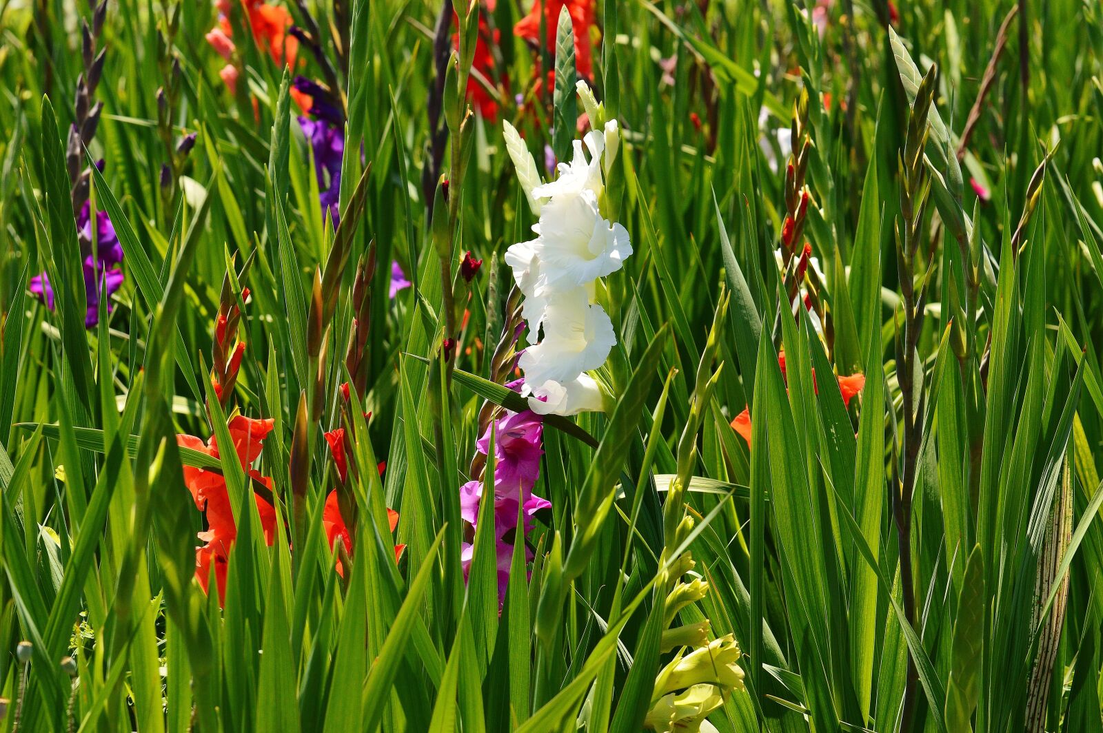 Nikon D3200 sample photo. Gladiolus, white, summer photography